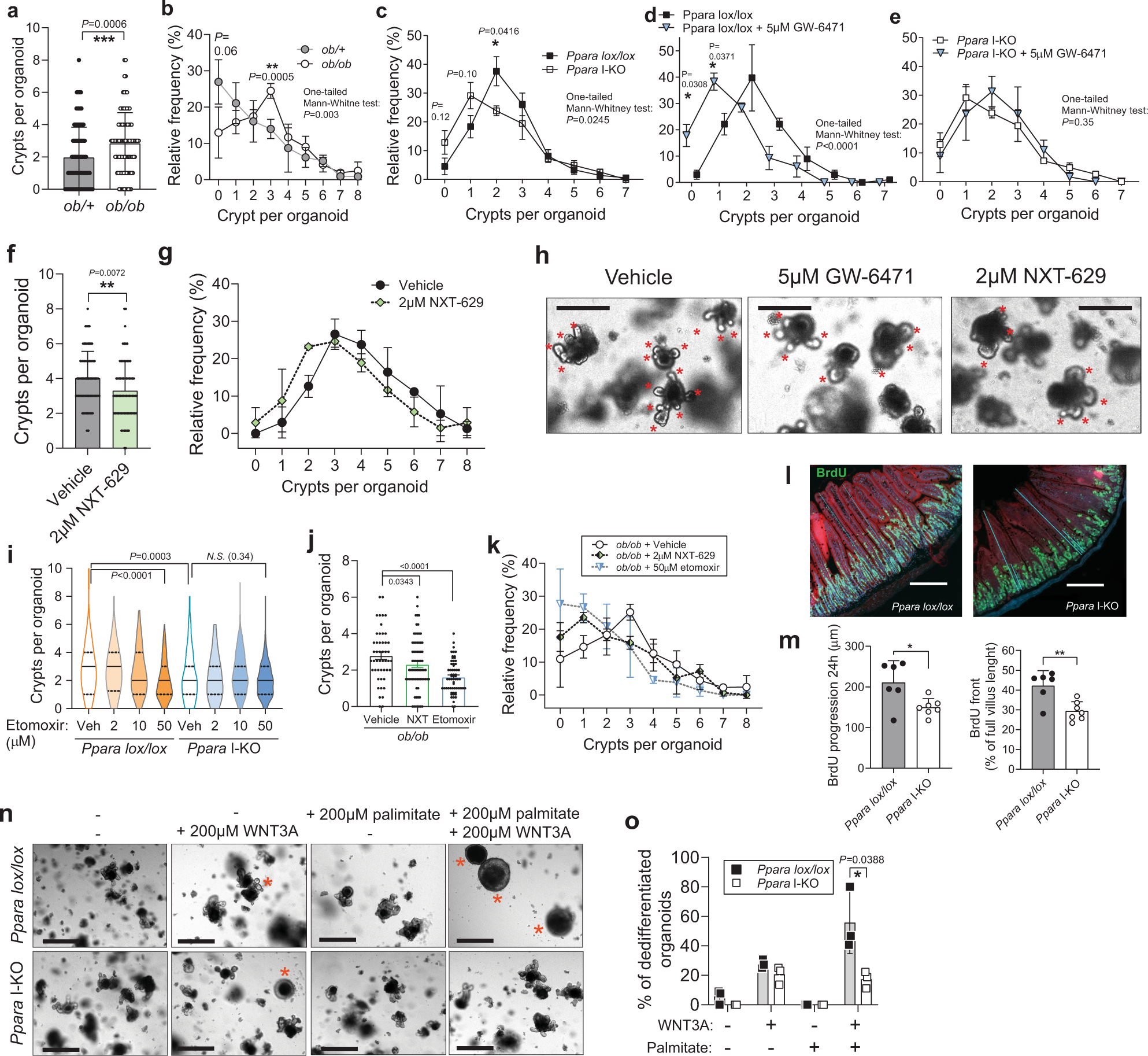 Fig. 4: Organoid crypt budding is decreased by PPARα knock-out and inhibition.