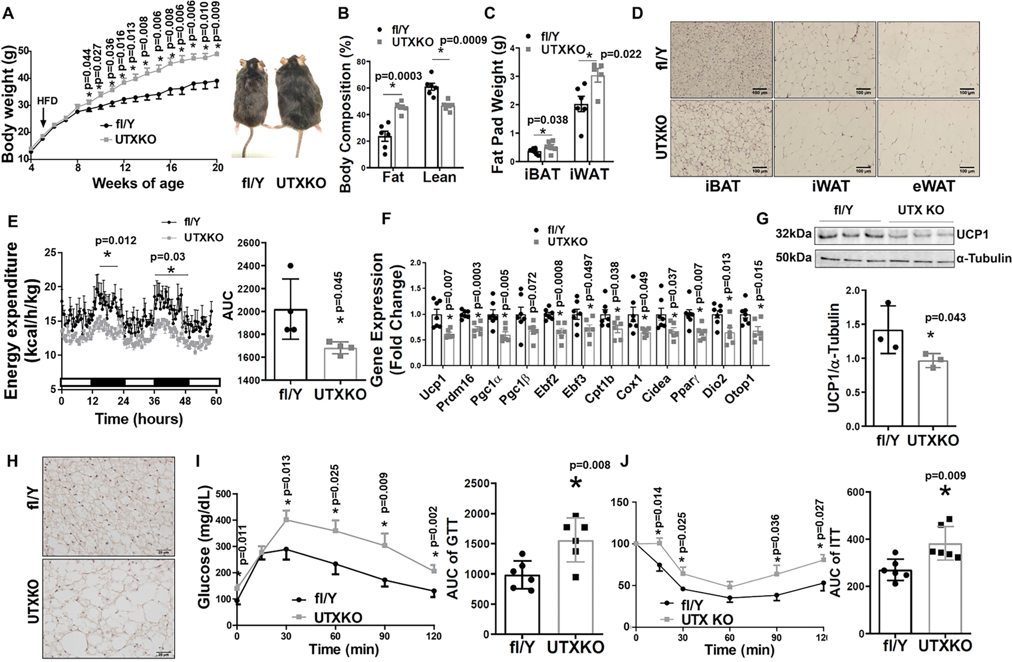 Epigenetic interaction between UTX and DNMT1 regulates diet-induced  myogenic remodeling in brown fat | Nature Communications