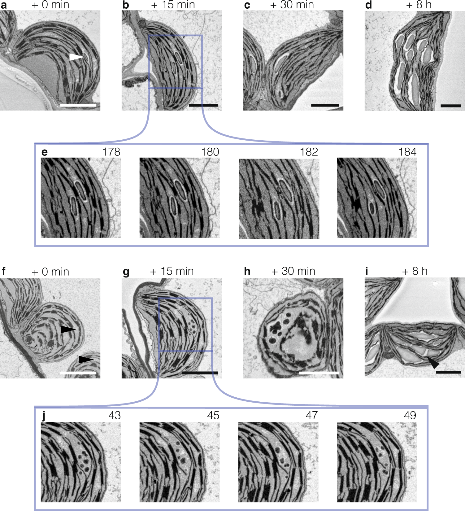 Coalescence and directed anisotropic growth of starch granule