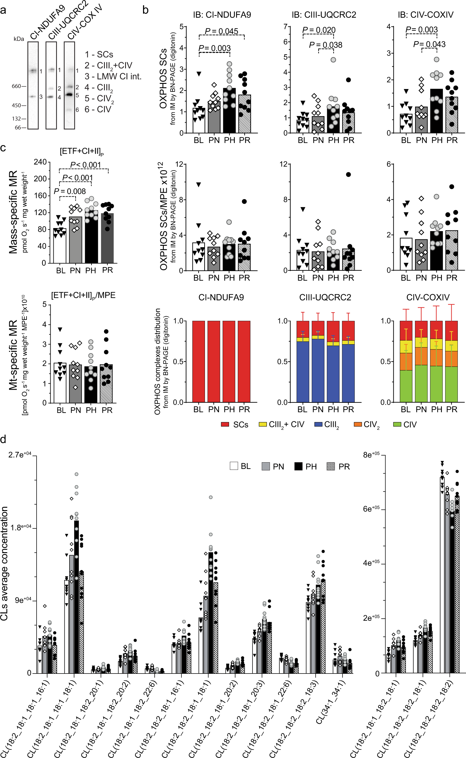 Fig. 5: Changes in mitochondrial content without reorganisation of SCs occur alongside improvements in mitochondrial respiration.