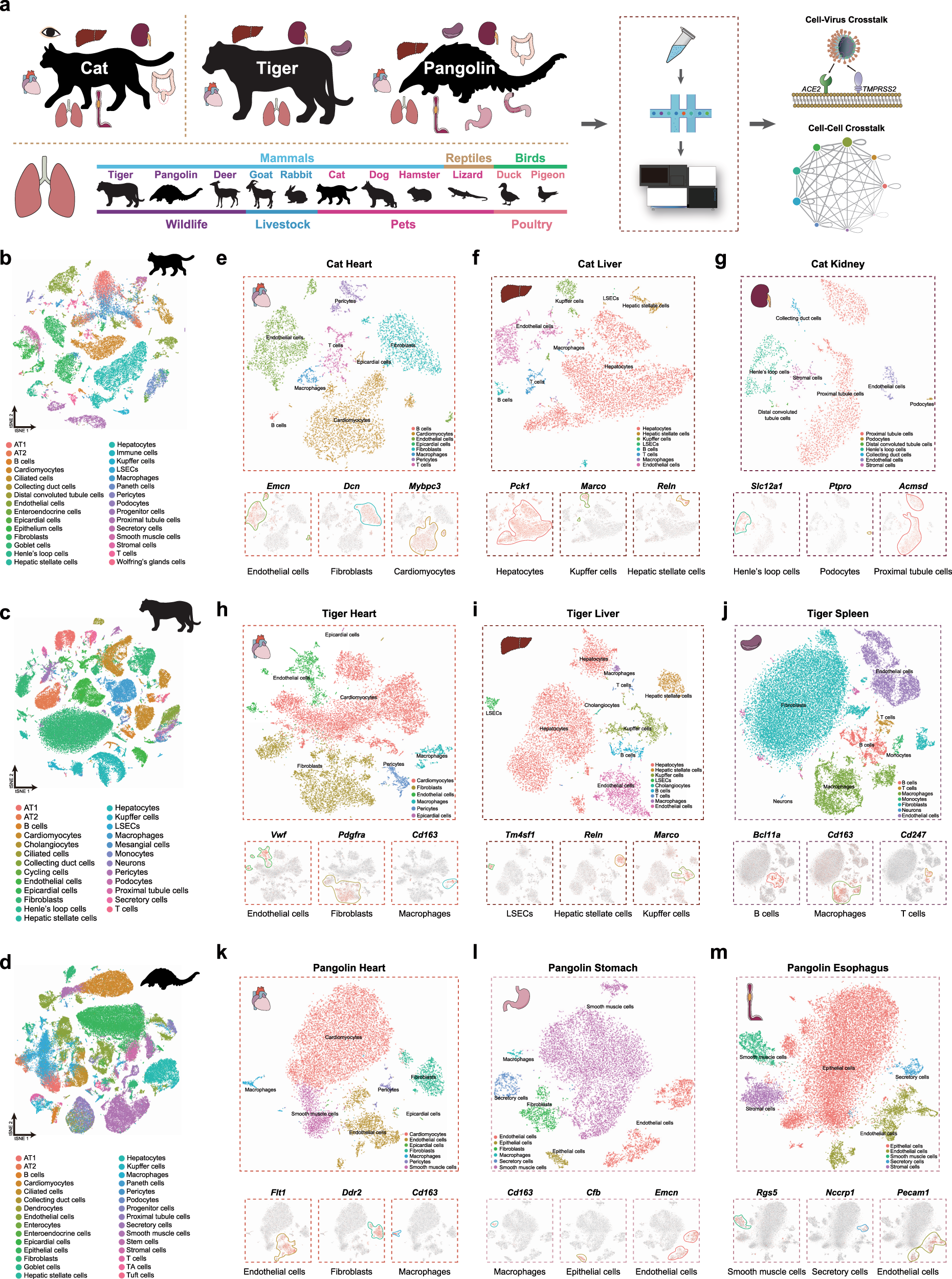 Single cell atlas for 11 non-model mammals, reptiles and birds | Nature Communications Single cell atlas for 11 non-model mammals, reptiles and birds | Nature Communications