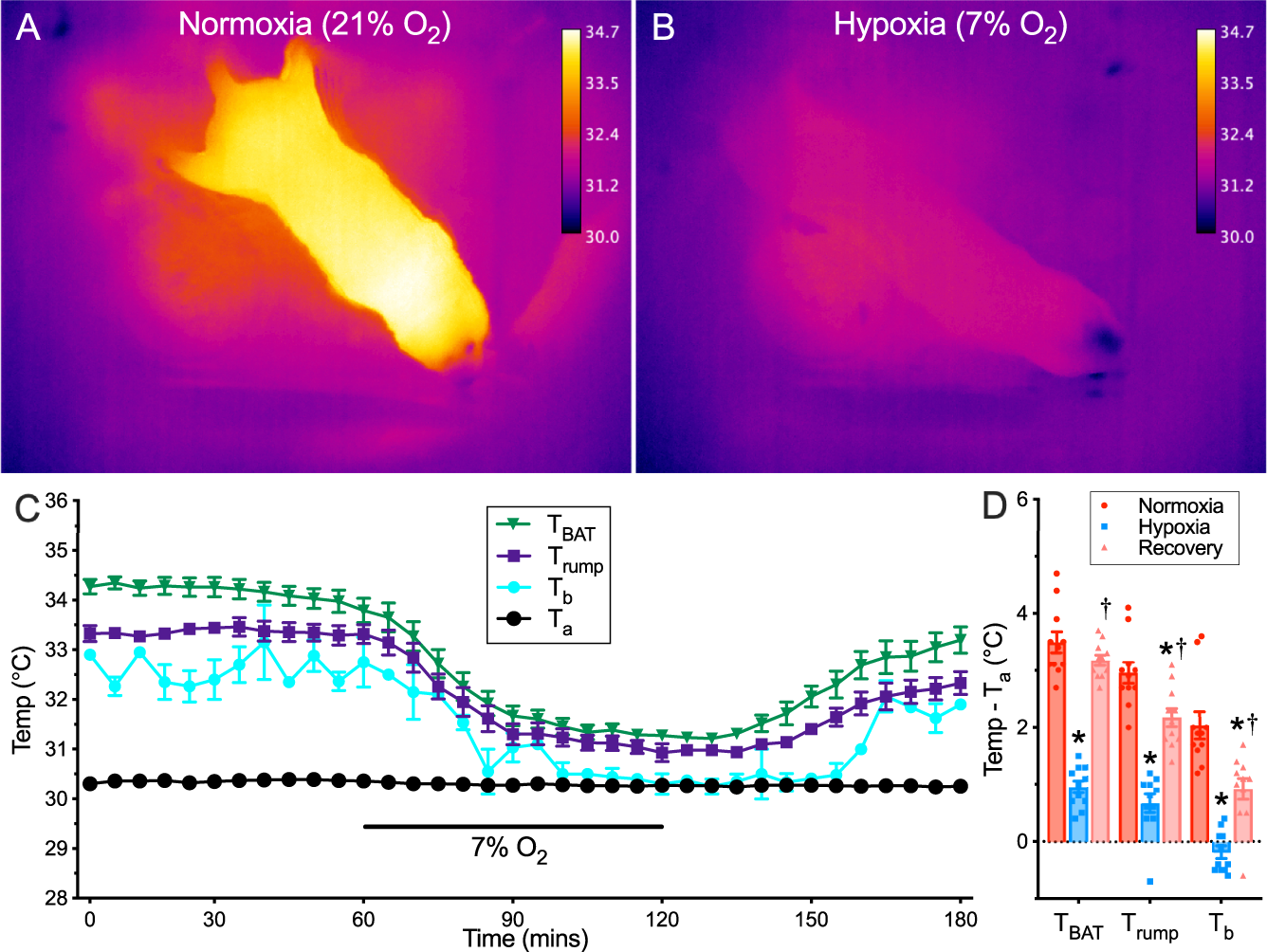 Naked mole-rat brown fat thermogenesis is diminished during hypoxia through a rapid decrease in UCP1 Nature Communications