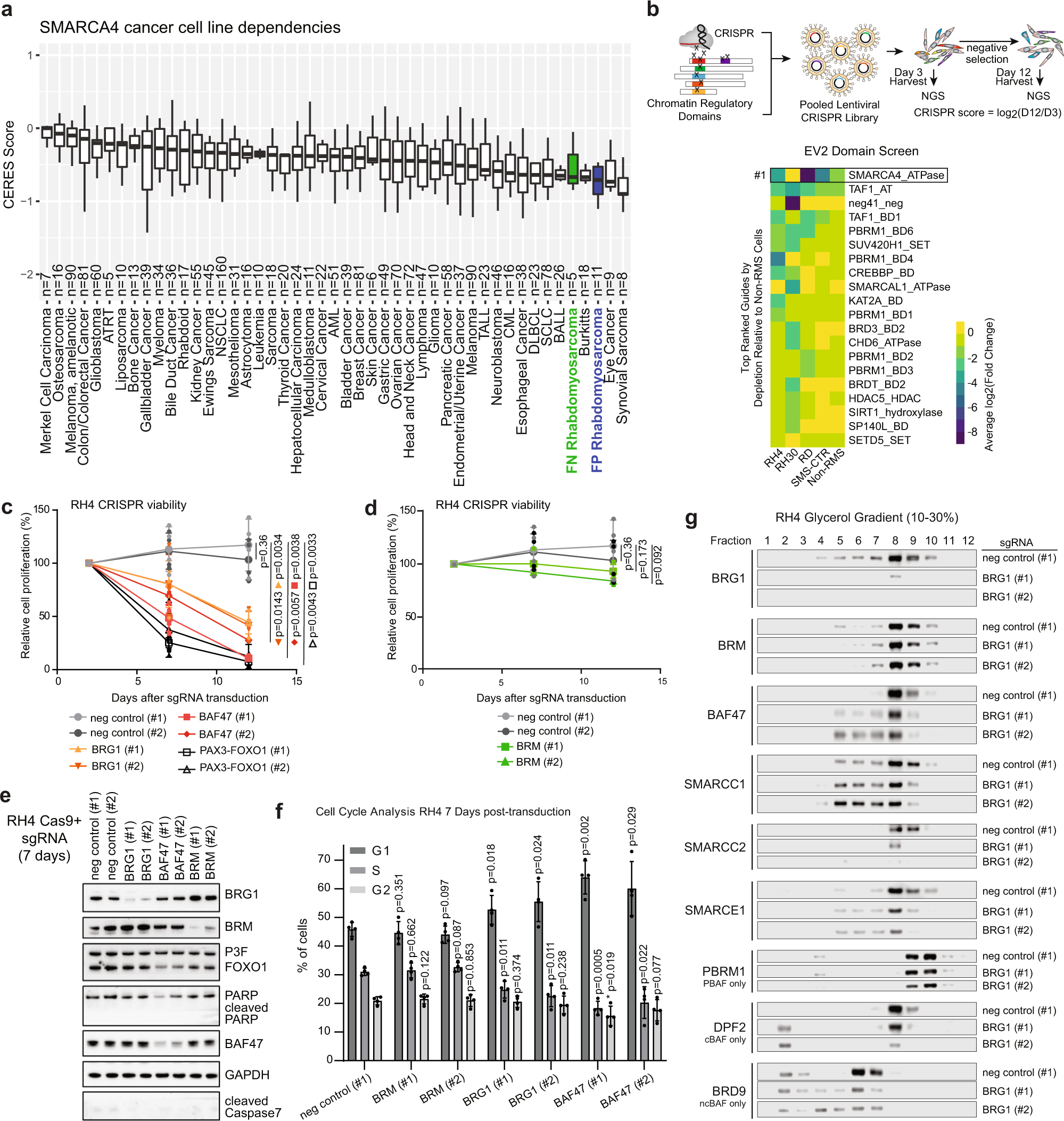 Chemical and genetic rescue of an ep300 knockdown model for