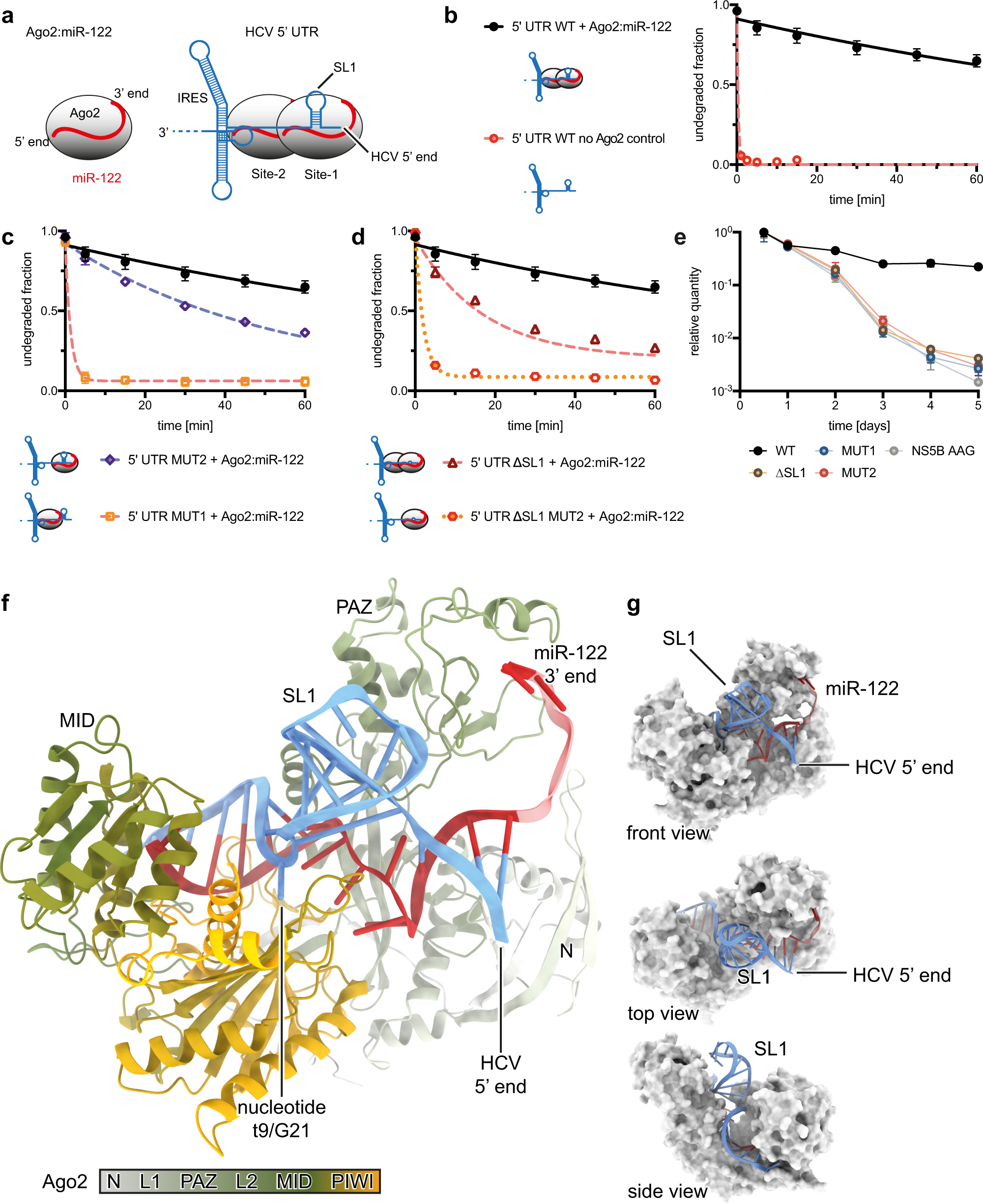 A structured RNA motif locks Argonaute2:miR-122 onto the 5' end of the HCV  genome | Nature Communications