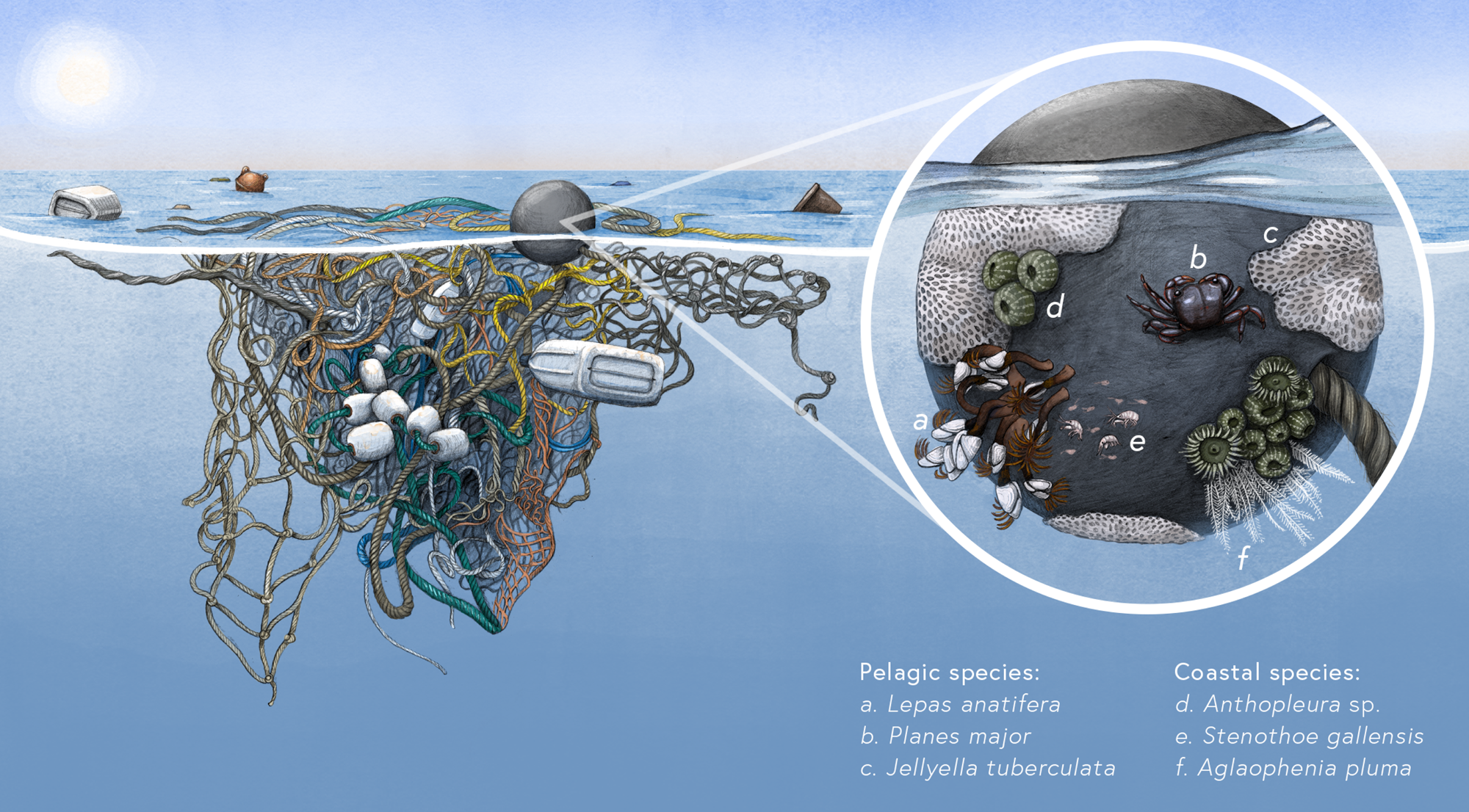 Emergence of a neopelagic community through the establishment of coastal  species on the high seas | Nature Communications