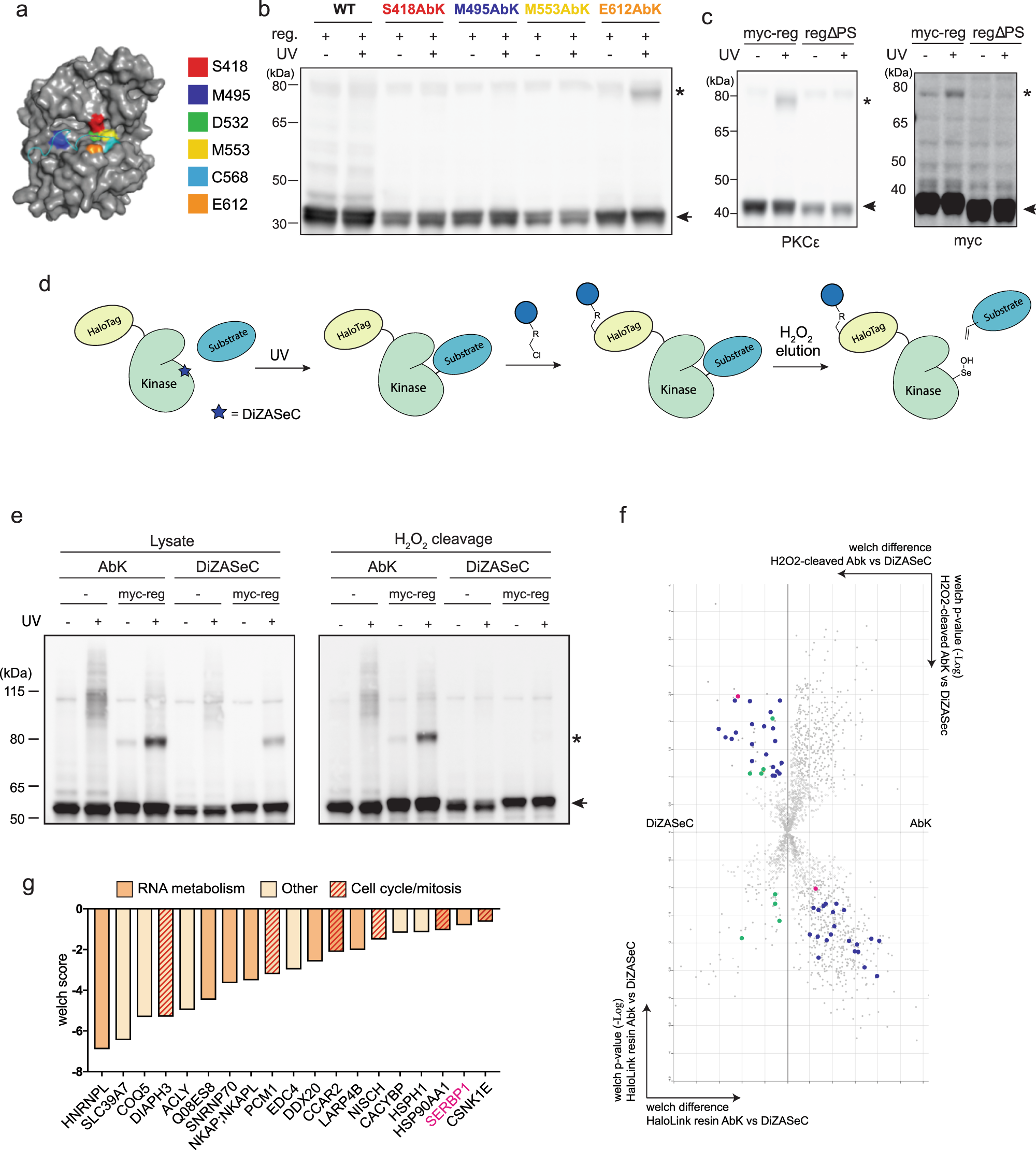 A genetically-encoded crosslinker screen identifies SERBP1 as a PKCε  substrate influencing translation and cell division | Nature Communications