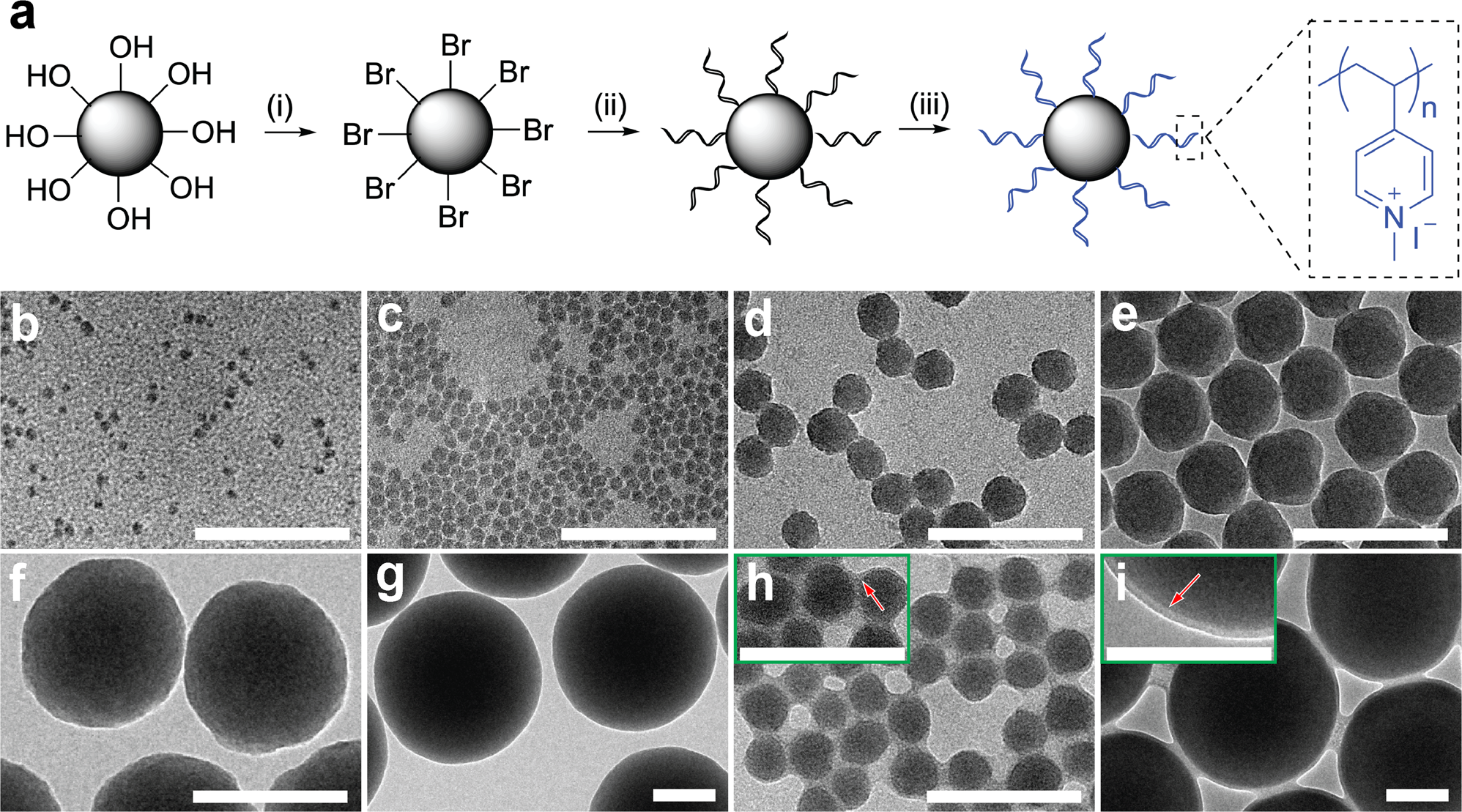 Hydrophilic Nanoparticles That Kill Bacteria While Sparing Mammalian Cells Reveal The Antibiotic Role Of Nanostructures Nature Communications