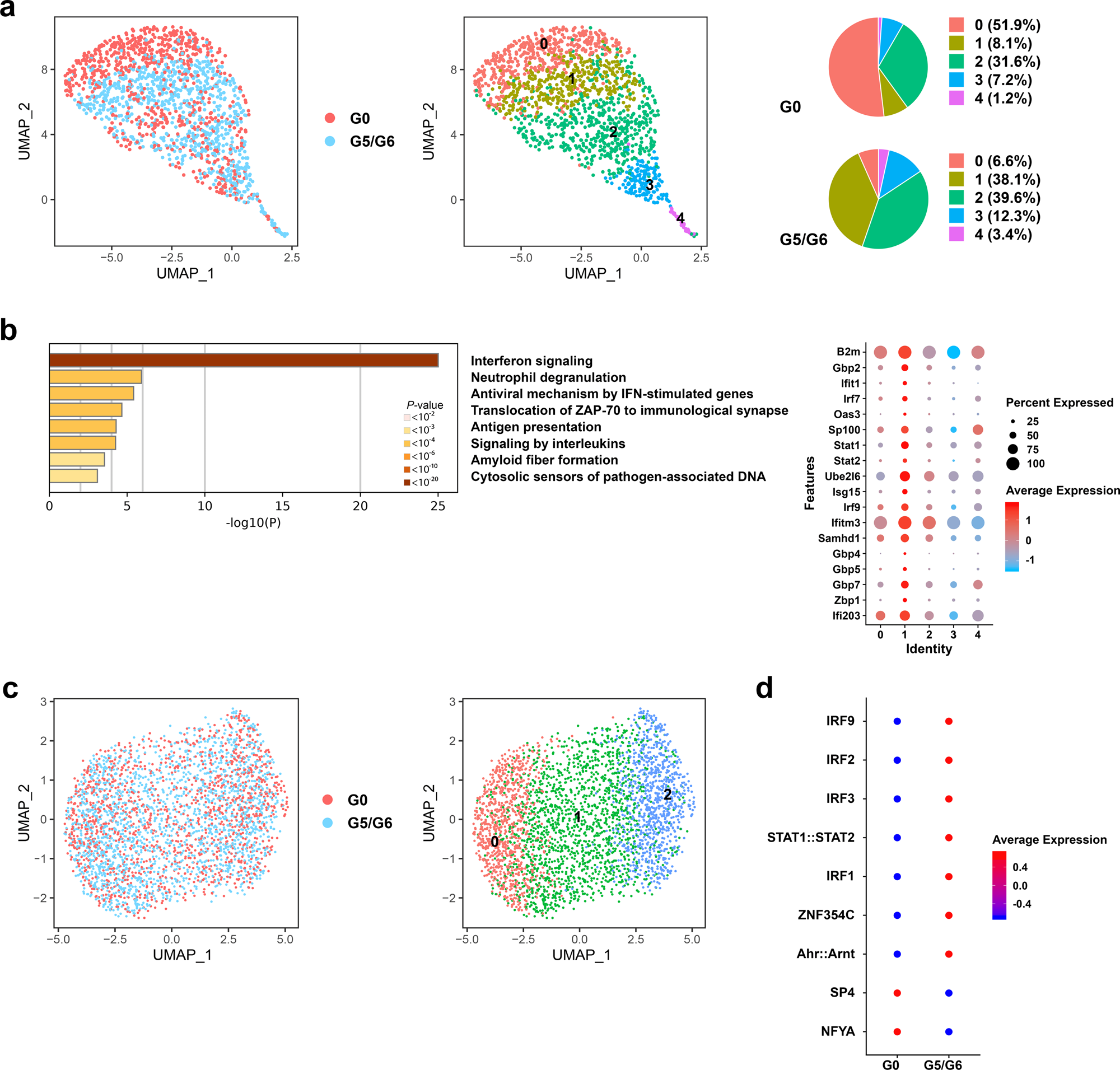 Fig. 2: HSCs with short telomeres are persistently activated, overexpress genes involved in IFN signaling, and are poised towards megakaryocytic differentiation.