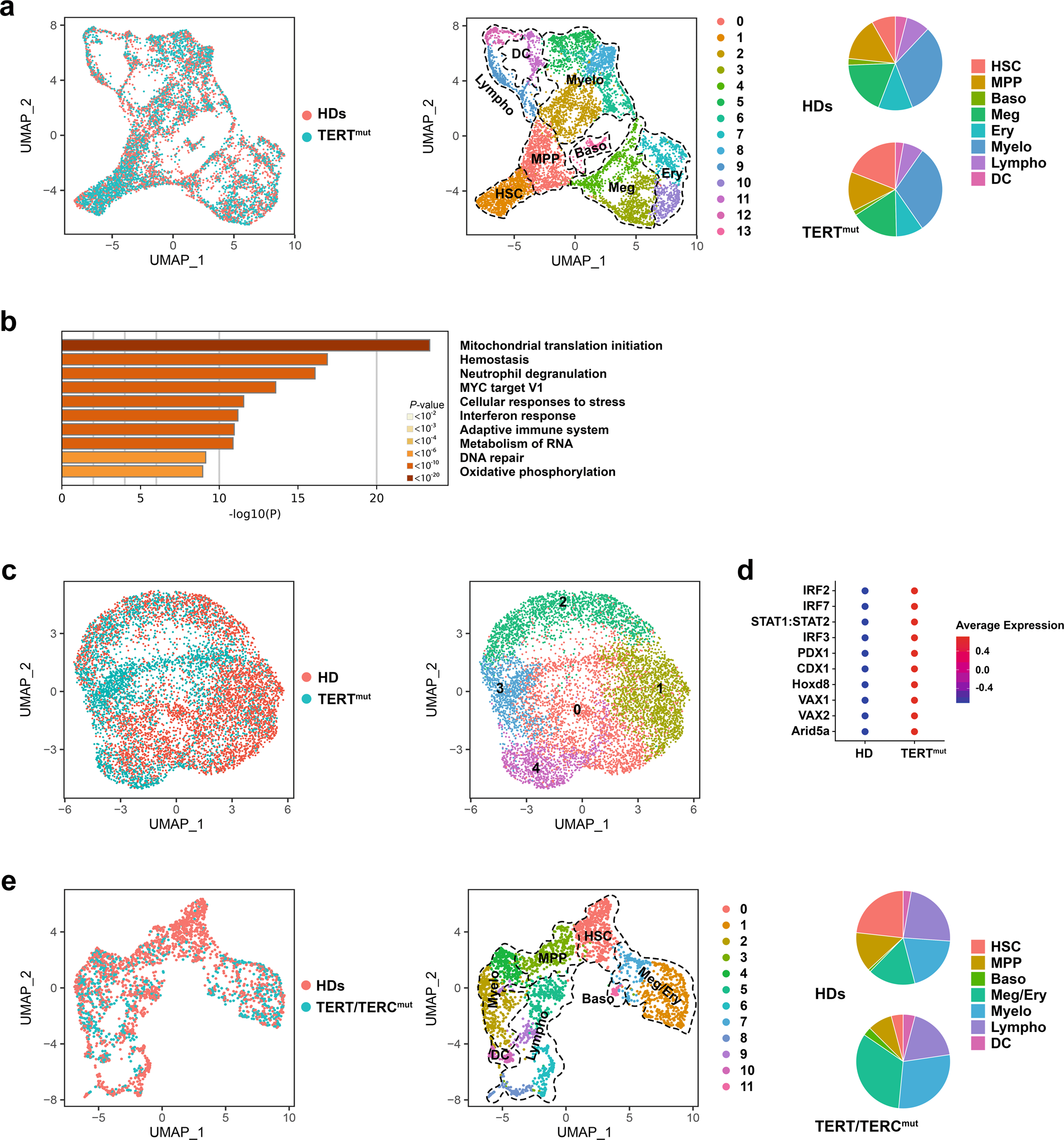 Fig. 5: The functional link among telomere shortening, IFN signaling activation, and HSC differentiation towards the megakaryocyte lineage is conserved in humans.