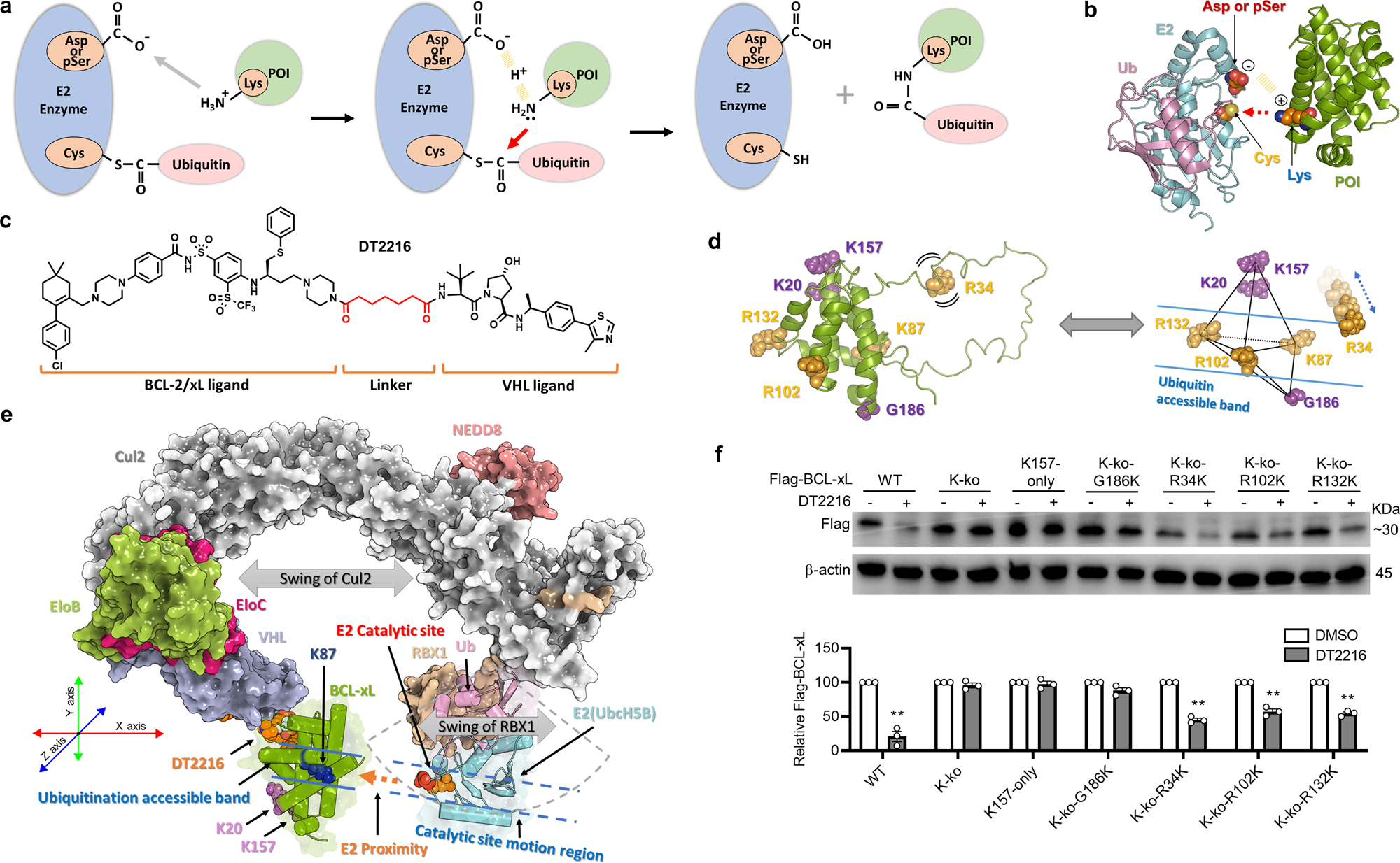 Development of a BCL-xL and BCL-2 dual degrader with improved anti-leukemic  activity, | Nature Communications