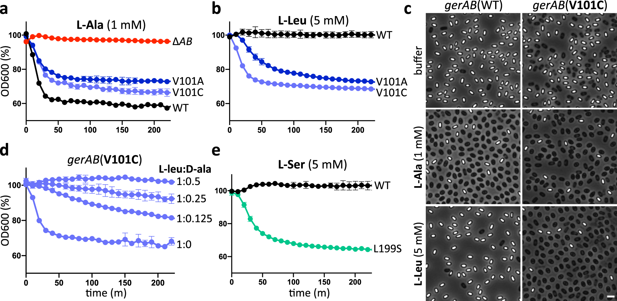 Fig. 3: Mutations in the putative l-alanine-binding pocket of GerAB enable spores to respond to l-leucine or l-serine.