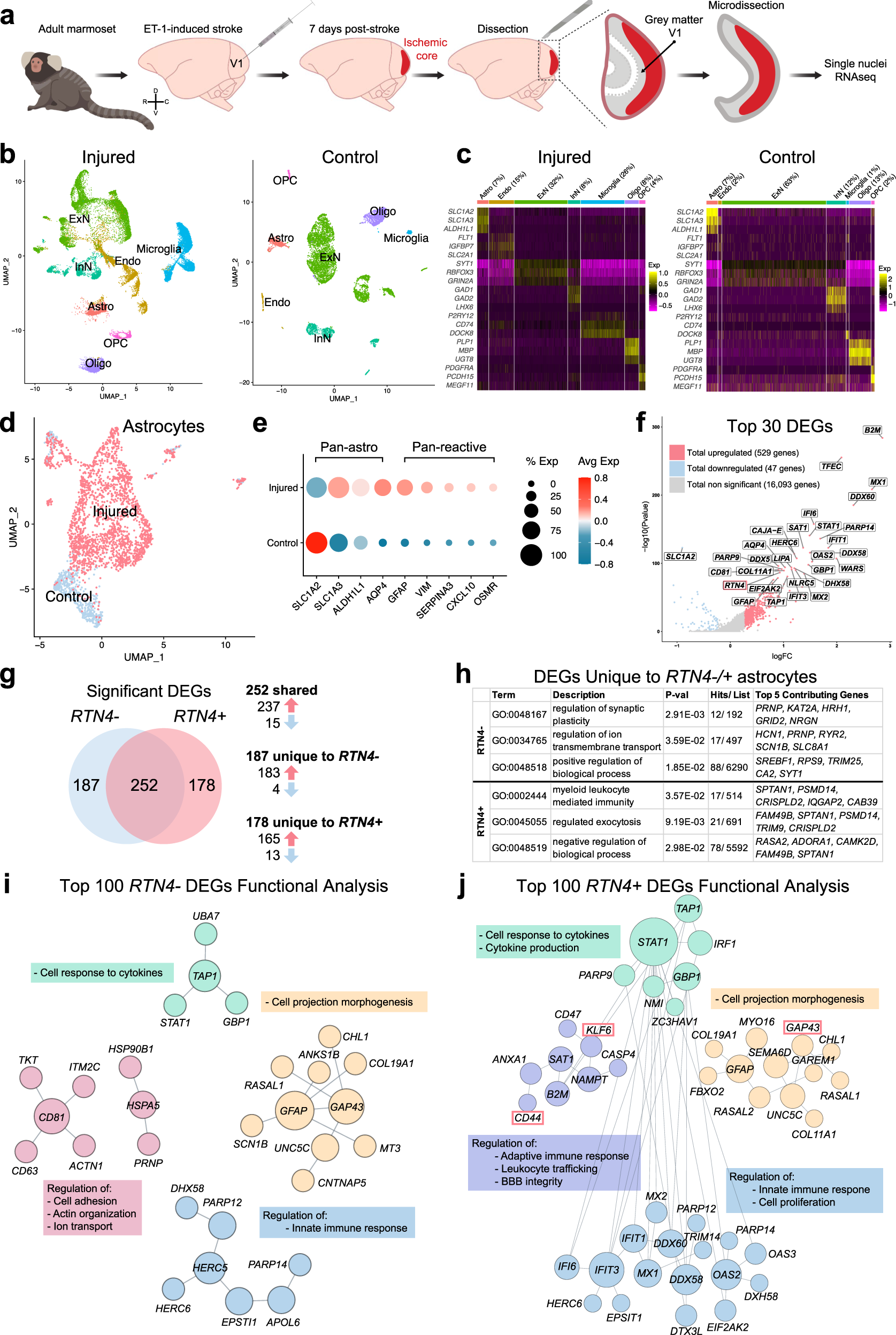 NogoA-expressing astrocytes limit peripheral macrophage infiltration after  ischemic brain injury in primates | Nature Communications