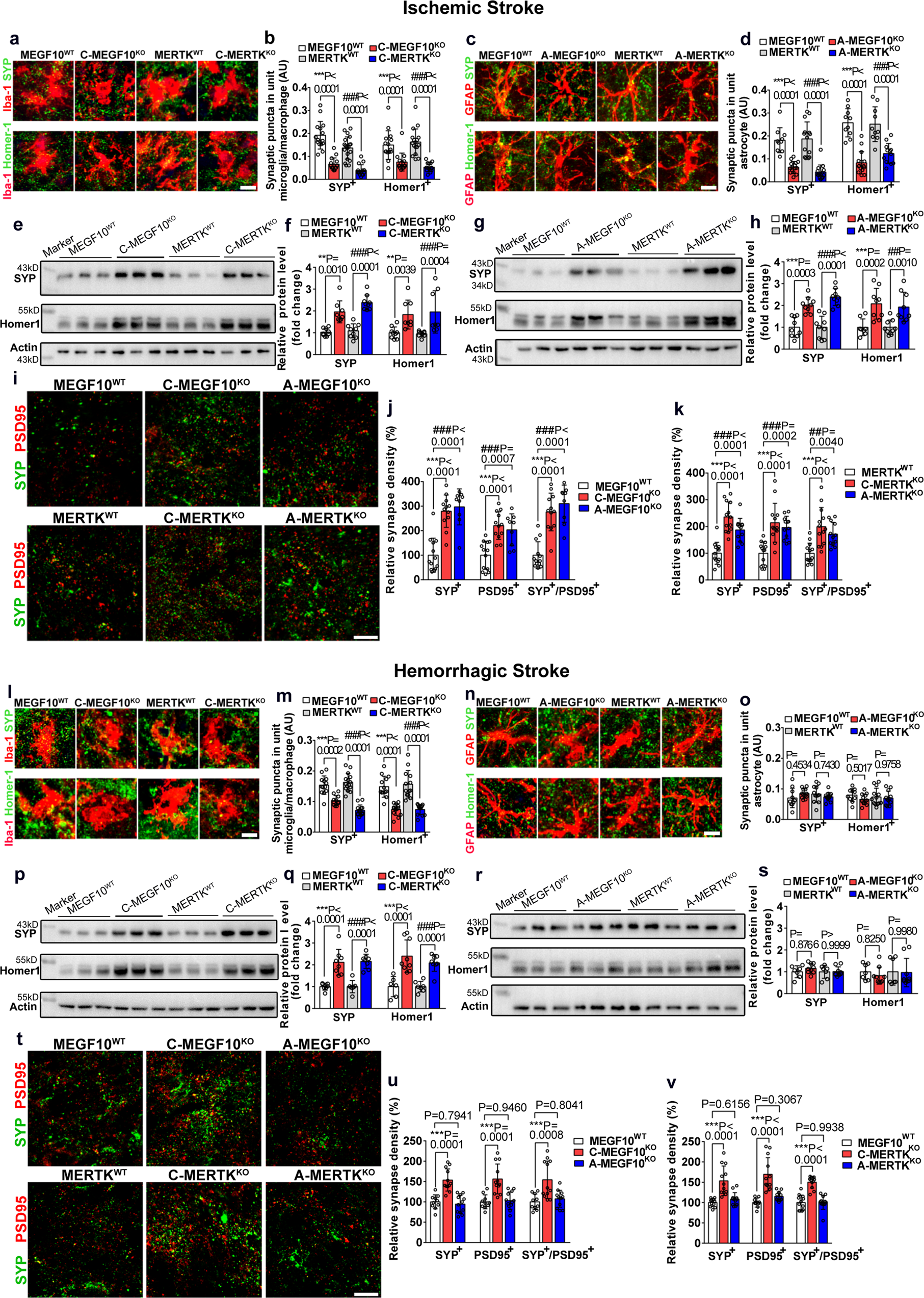 Fig. 5: Conditional MEGF10 or MERTK knockout increased both pre- and postsynaptic proteins in stroke mouse brain.