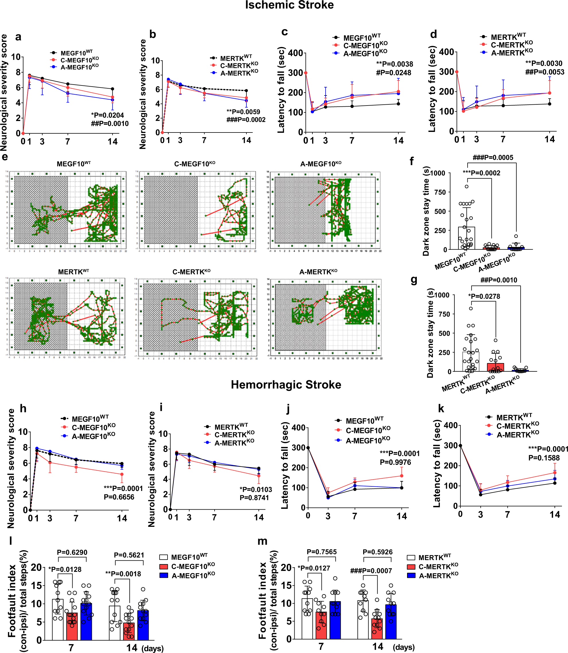 Fig. 9: Conditional MEGF10 or MERTK knockout in microglia/macrophages or astrocytes differentially affected behavioral outcomes in mice after ischemic and hemorrhagic stroke.