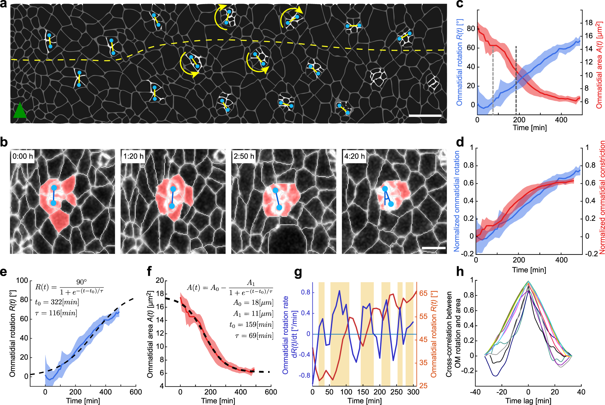 Differential cellular stiffness contributes to tissue elongation on an  expanding surface