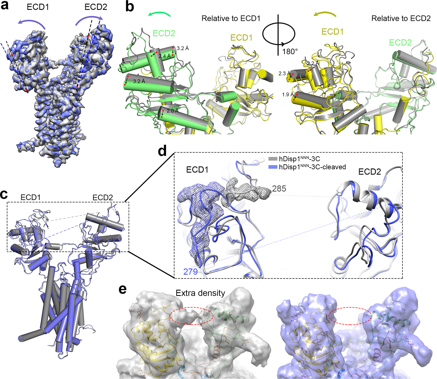 Fig. 3: Conformational changes in hDisp1 induced by proteolytic cleavage.
