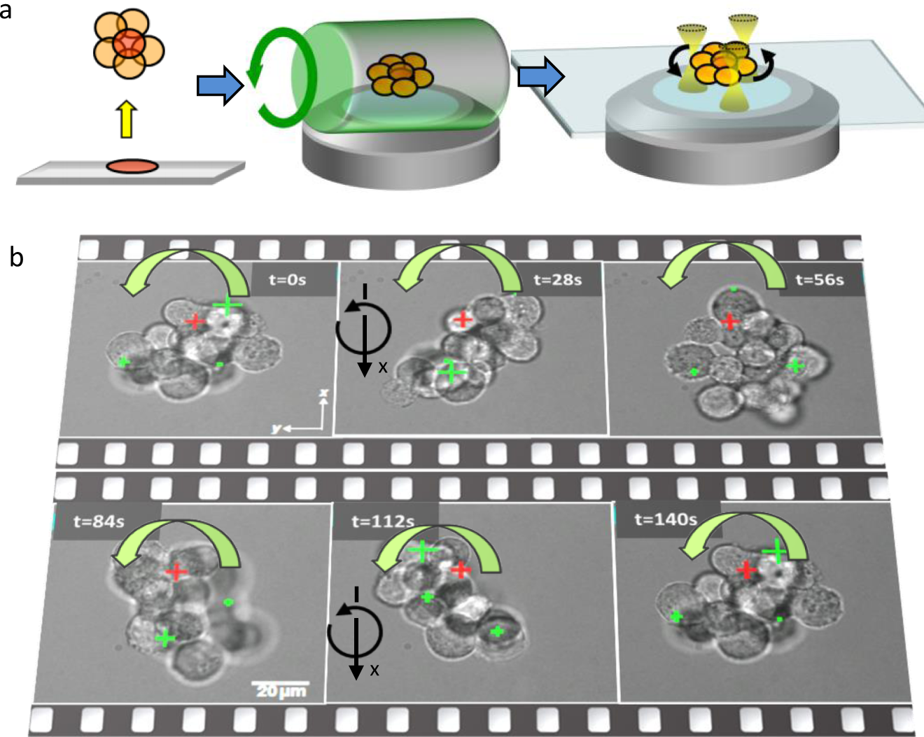 Towards non-blind optical tweezing by