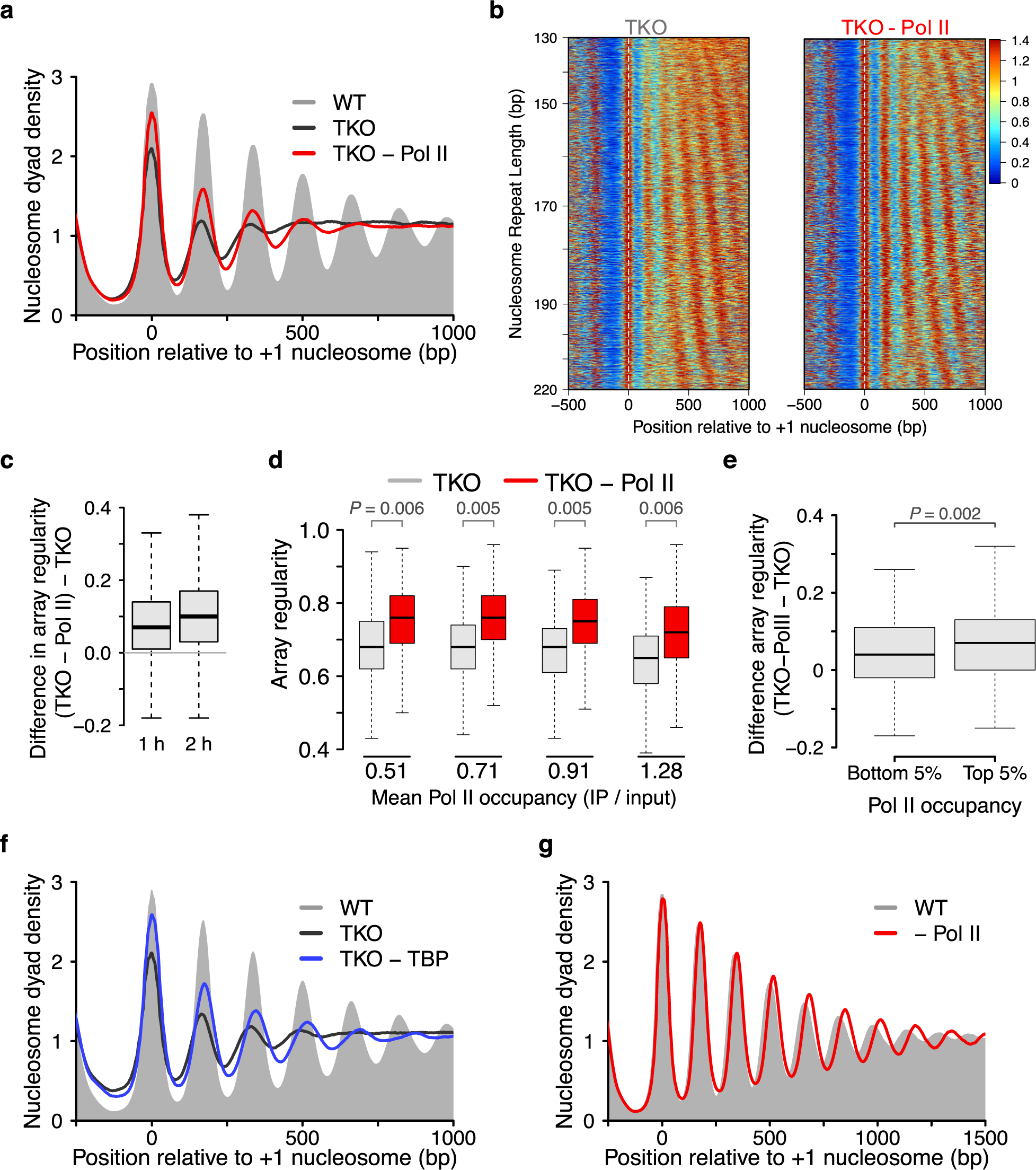 Fig. 2: Transcription disrupts the regularity of nucleosome arrays.