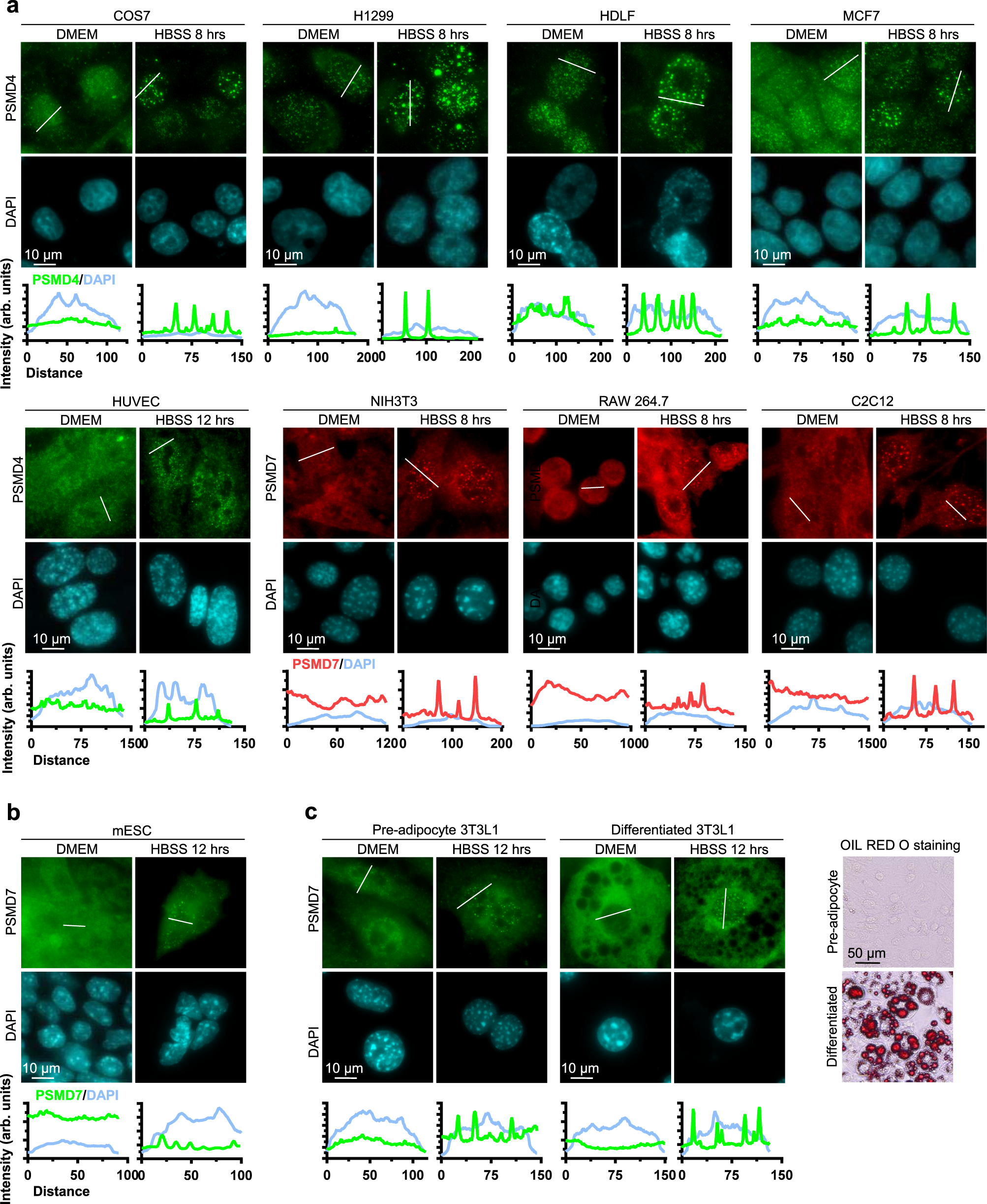 Fig. 4: SIPAN are a general phenomenon common to many mammalian cell types.