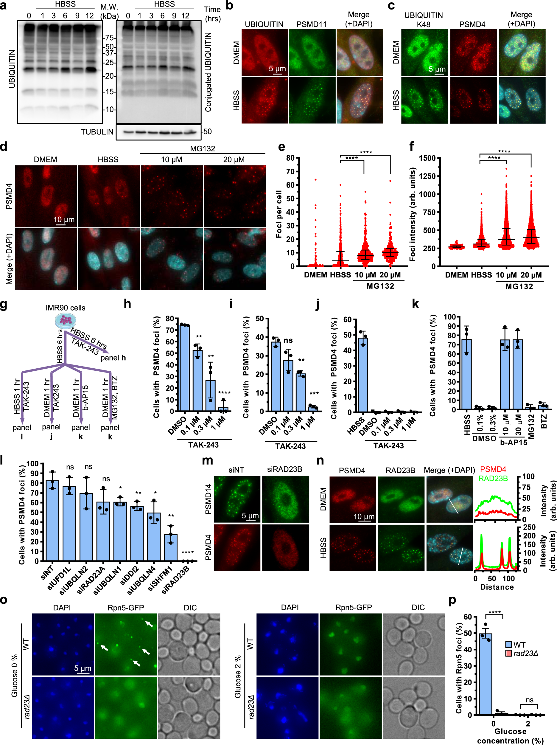 Fig. 7: RAD23B is required for SIPAN formation.