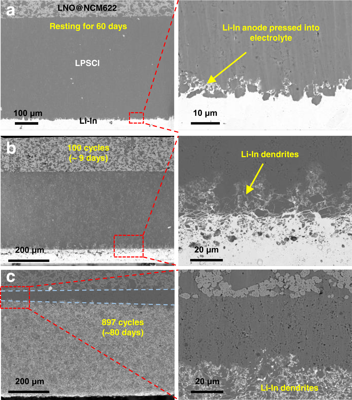 Fig. 2: Cross-sectional SEM images of Li-In|LPSCl|LNO@NCM622 cells with different cycling numbers.