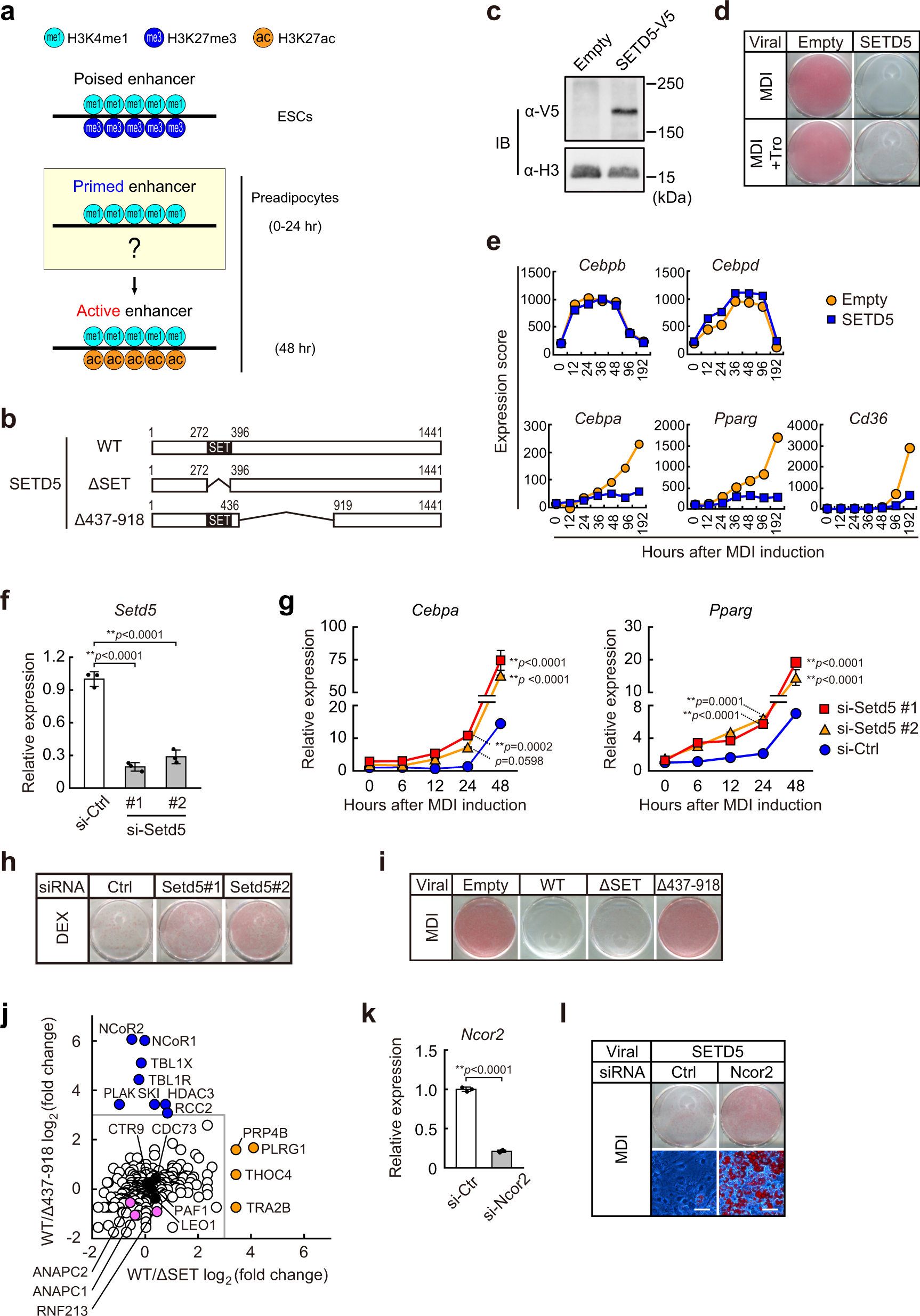Spatiotemporal dynamics of SETD5-containing NCoR–HDAC3 complex determines  enhancer activation for adipogenesis | Nature Communications