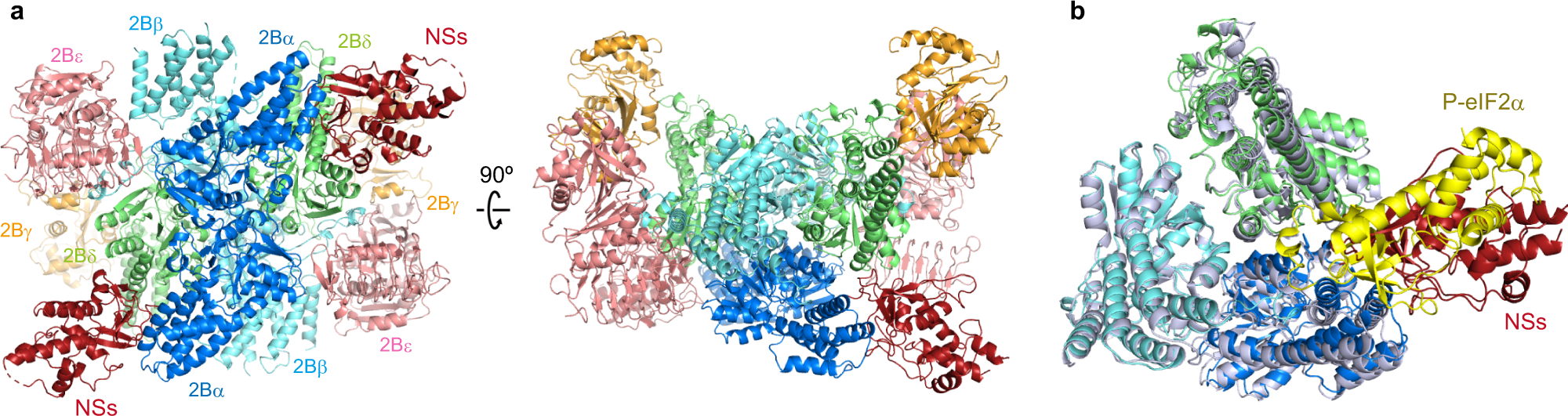 Eif2b Capturing Viral Protein Nss Suppresses The Integrated Stress Response Nature Communications