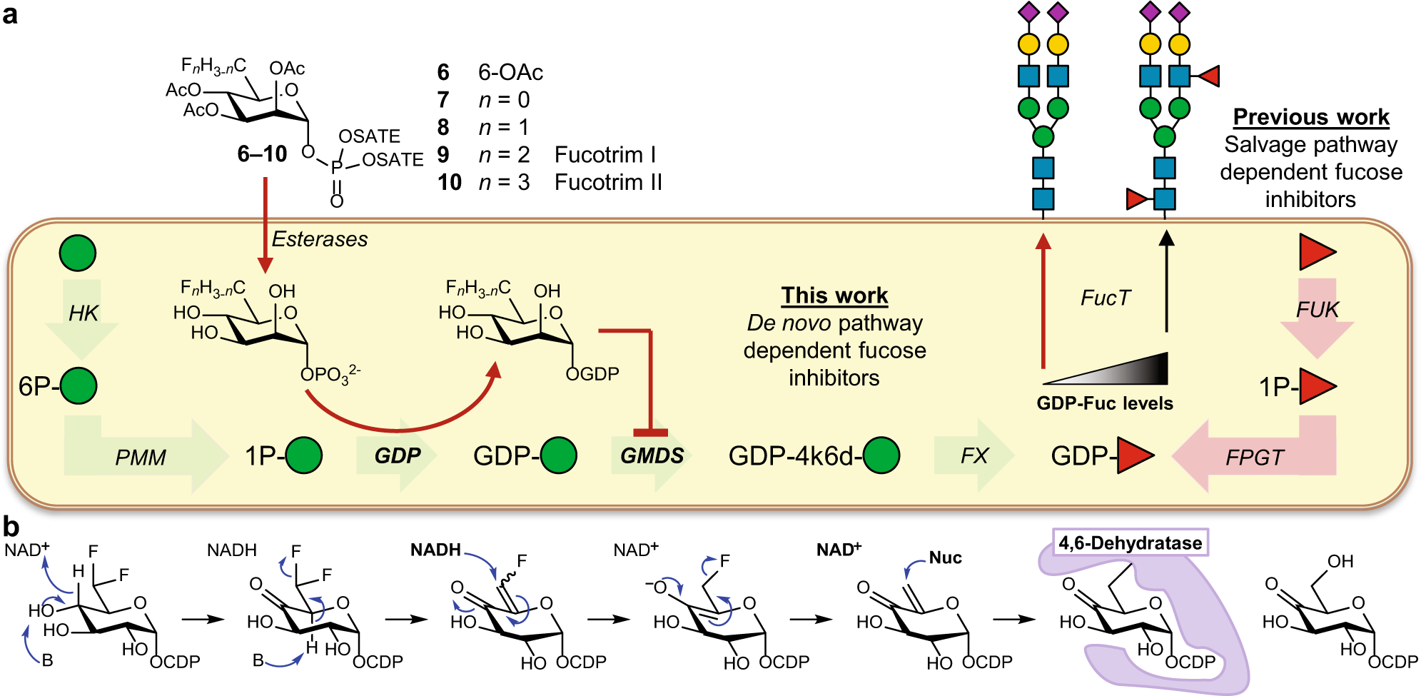 Fluorinated rhamnosides inhibit cellular fucosylation | Nature  Communications