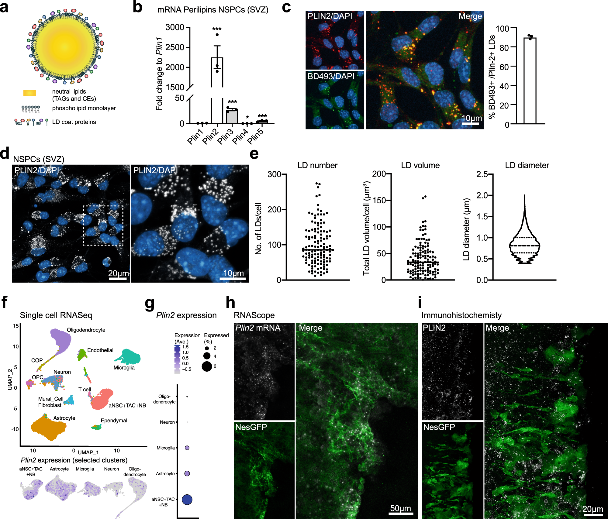 Lipid droplet availability affects neural stem/progenitor cell metabolism  and proliferation | Nature Communications