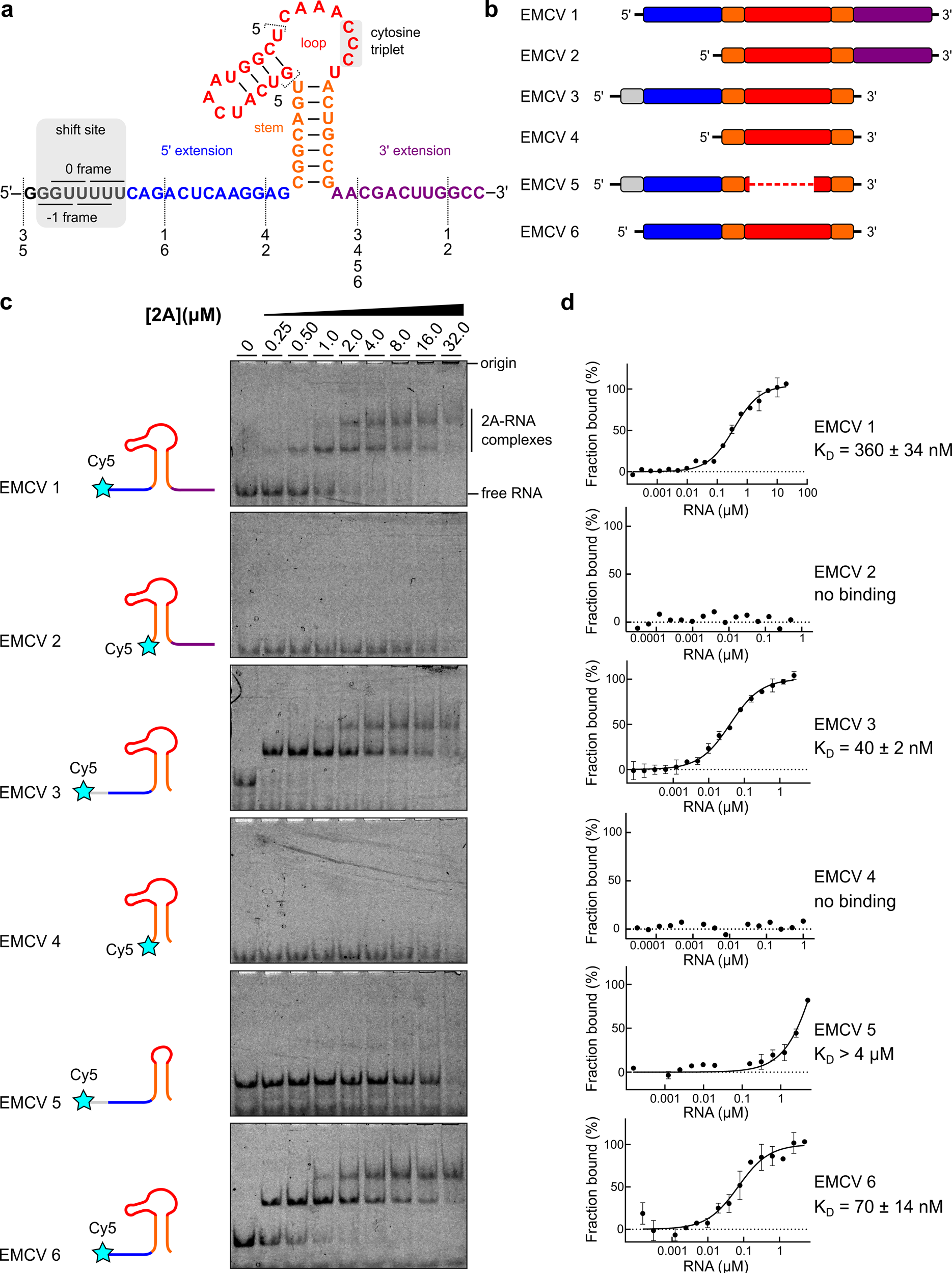 Fig. 2: 2A binds to a minimal 47 nt element in the viral RNA.