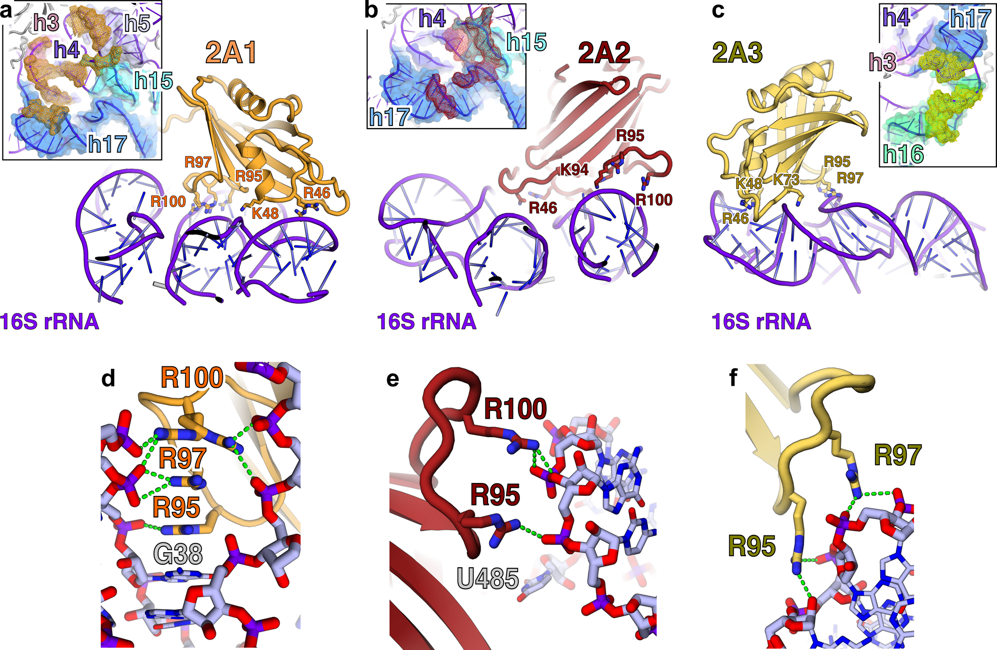 Fig. 6: The ‘arginine loop’ plays a central role in RNA recognition.