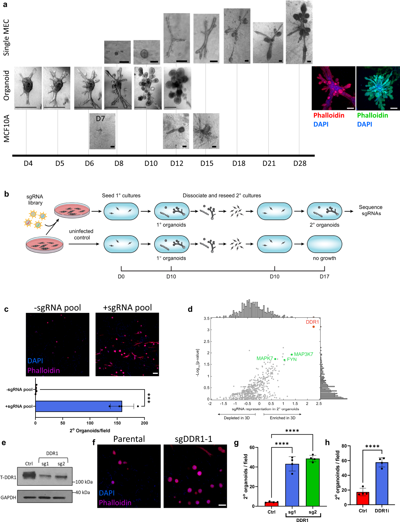 Fig. 1: CRISPR screen in 3D mammary epithelial cell culture for regulators of stem cell self-renewal.