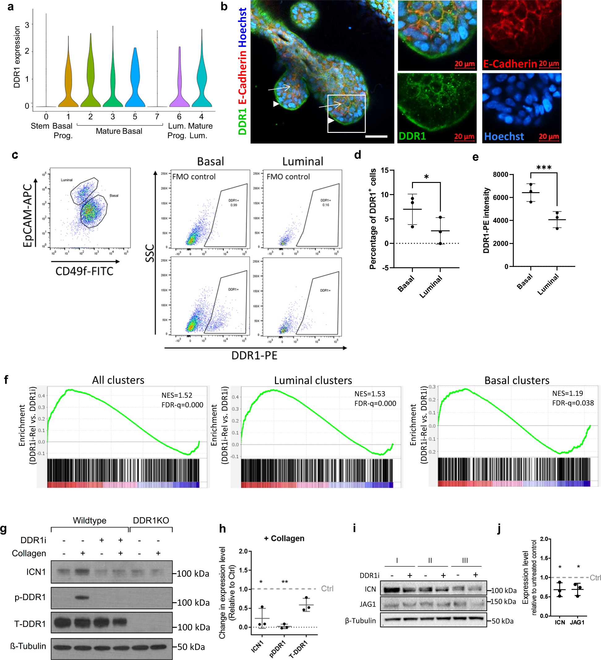 Fig. 4: DDR1 signaling activates Notch1 to drive luminal differentiation.
