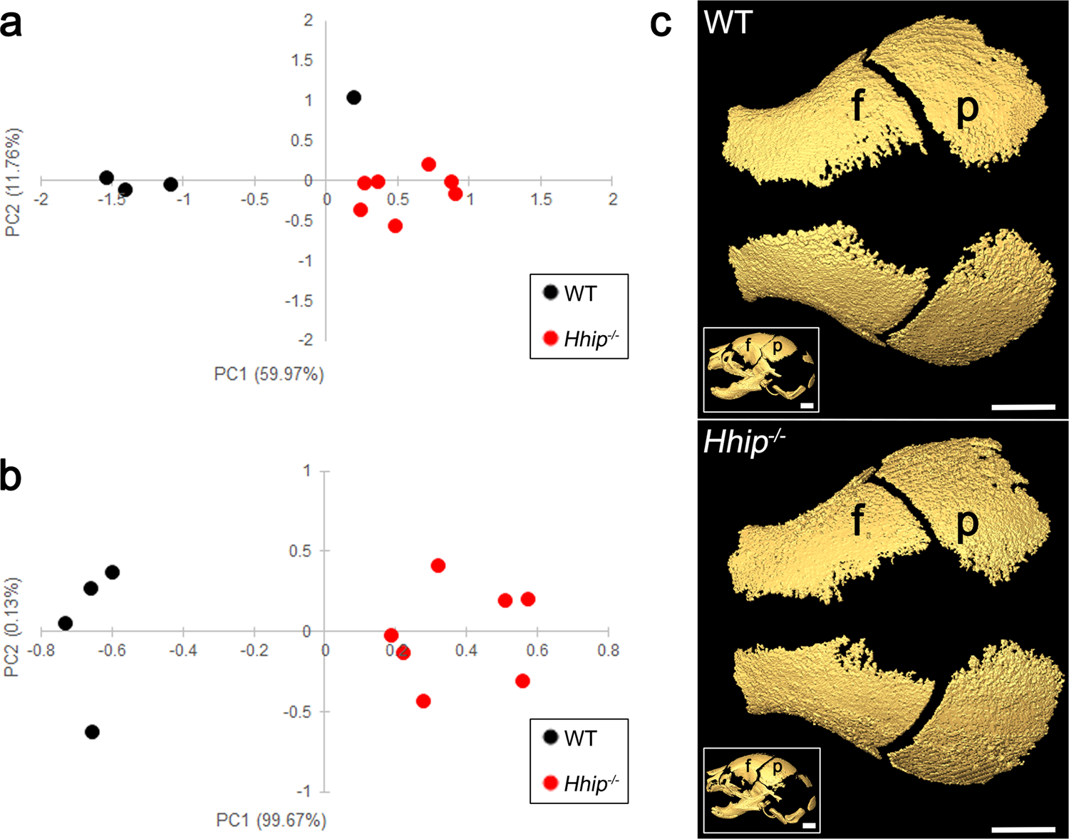 Fig. 7: Results of principal components analyses (PCA) of data from microcomputed tomography (microCT) imaging of Hhip−/− heads at E18.5.