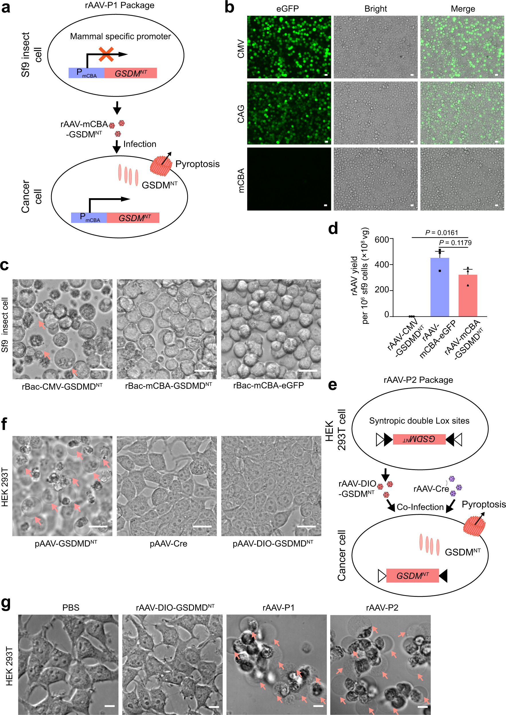 Strategies to package recombinant Adeno-Associated Virus expressing the N-terminal gasdermin domain for tumor treatment | Nature Communications Strategies to package recombinant Adeno-Associated Virus expressing the N-terminal gasdermin domain for tumor treatment | Nature Communications