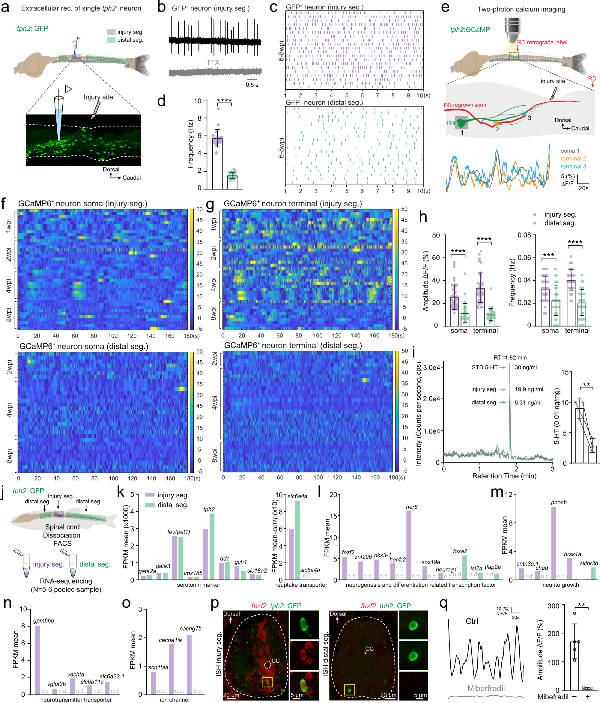 Fig. 3: Injury-induced ISNs form a functionally distinct subpopulation actively releasing serotonin that acts on regrowing axons.
