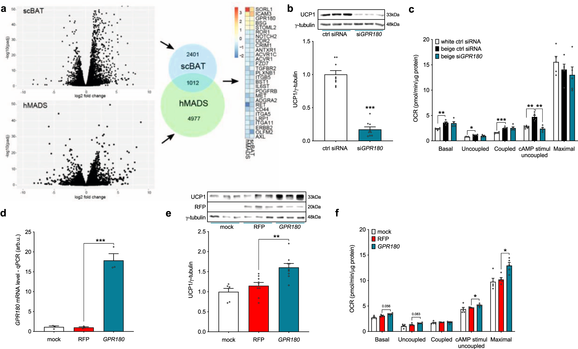 Fig. 1: GPR180 is upregulated in BAT and required for the brown phenotype.