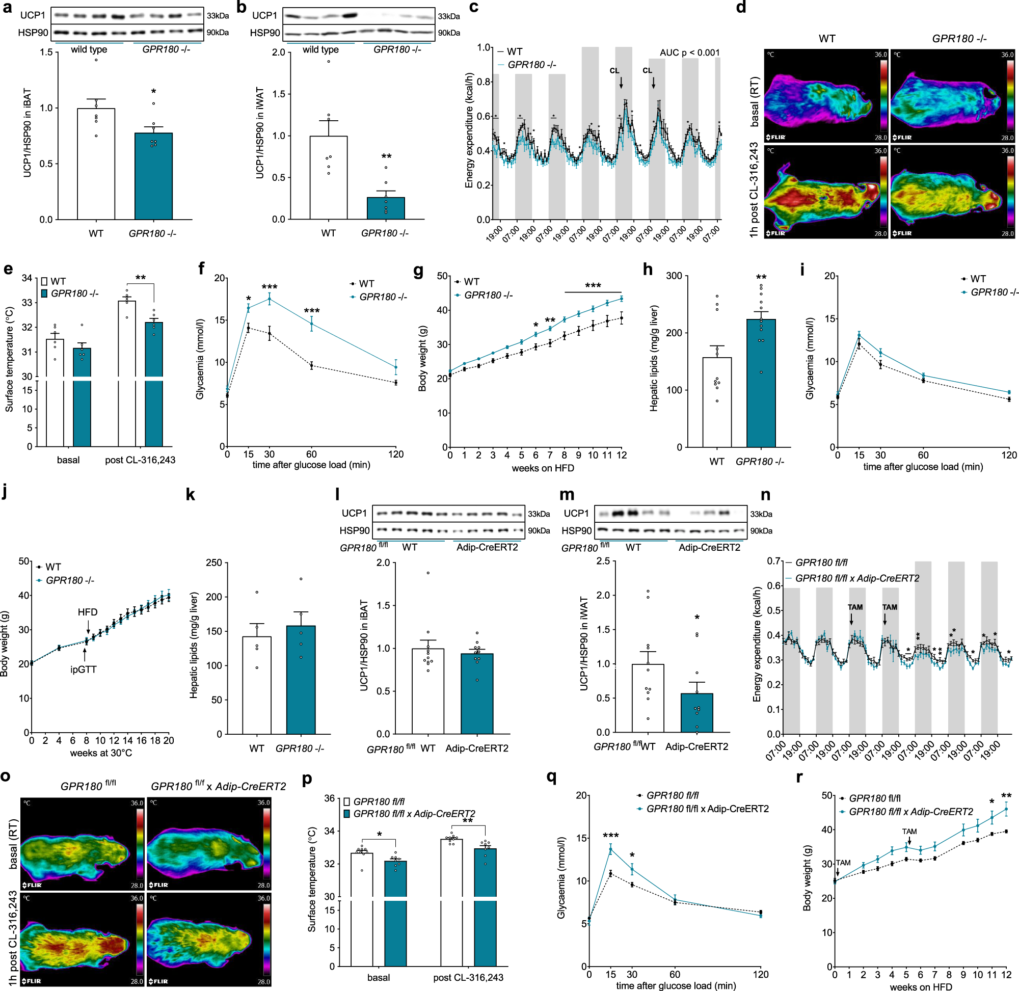 Fig. 2: Metabolic derangements in GPR180 knockout mice are caused by dysfunctional BAT.