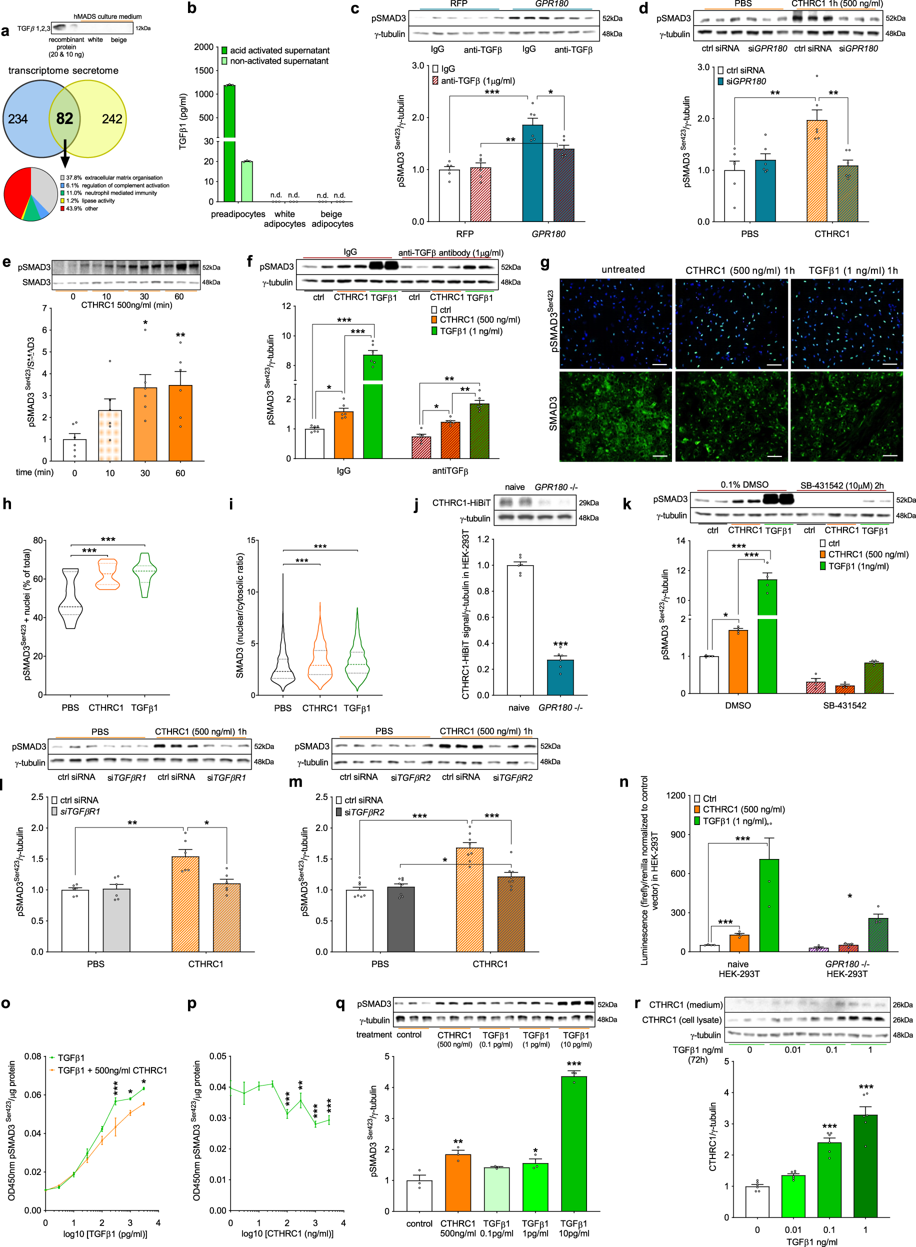 Fig. 4: CTHRC1 induces SMAD3 phosphorylation via GPR180.