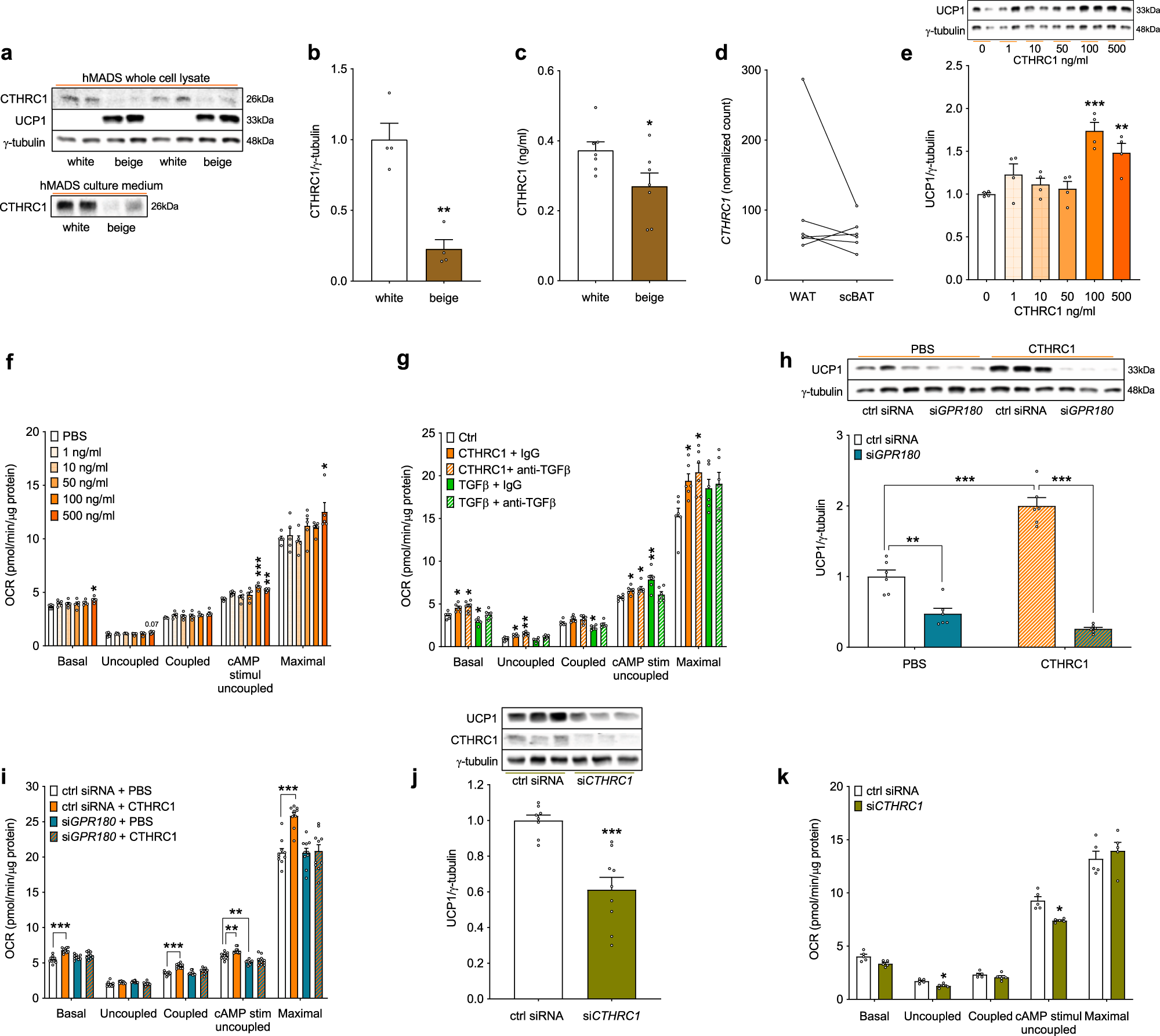 Fig. 5: CTHRC1, an adipokine that requires GPR180 to enhance the beige adipocyte phenotype.