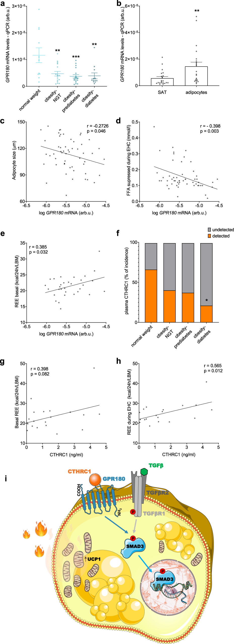Fig. 7: Regulation of GPR180 and CTHRC1 in human.
