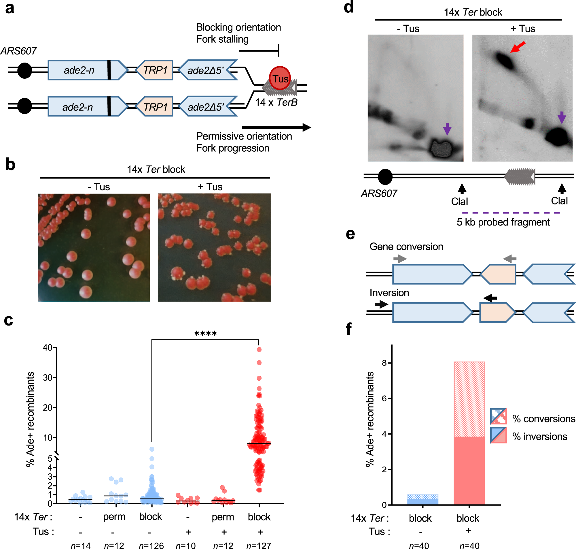 Mechanism for inverted-repeat recombination induced by a replication fork  barrier | Nature Communications