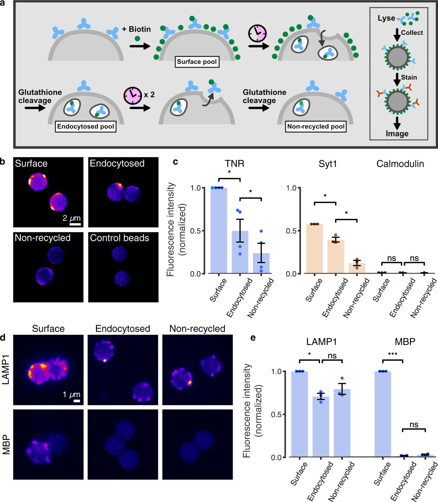 Extracellular matrix remodeling through endocytosis and