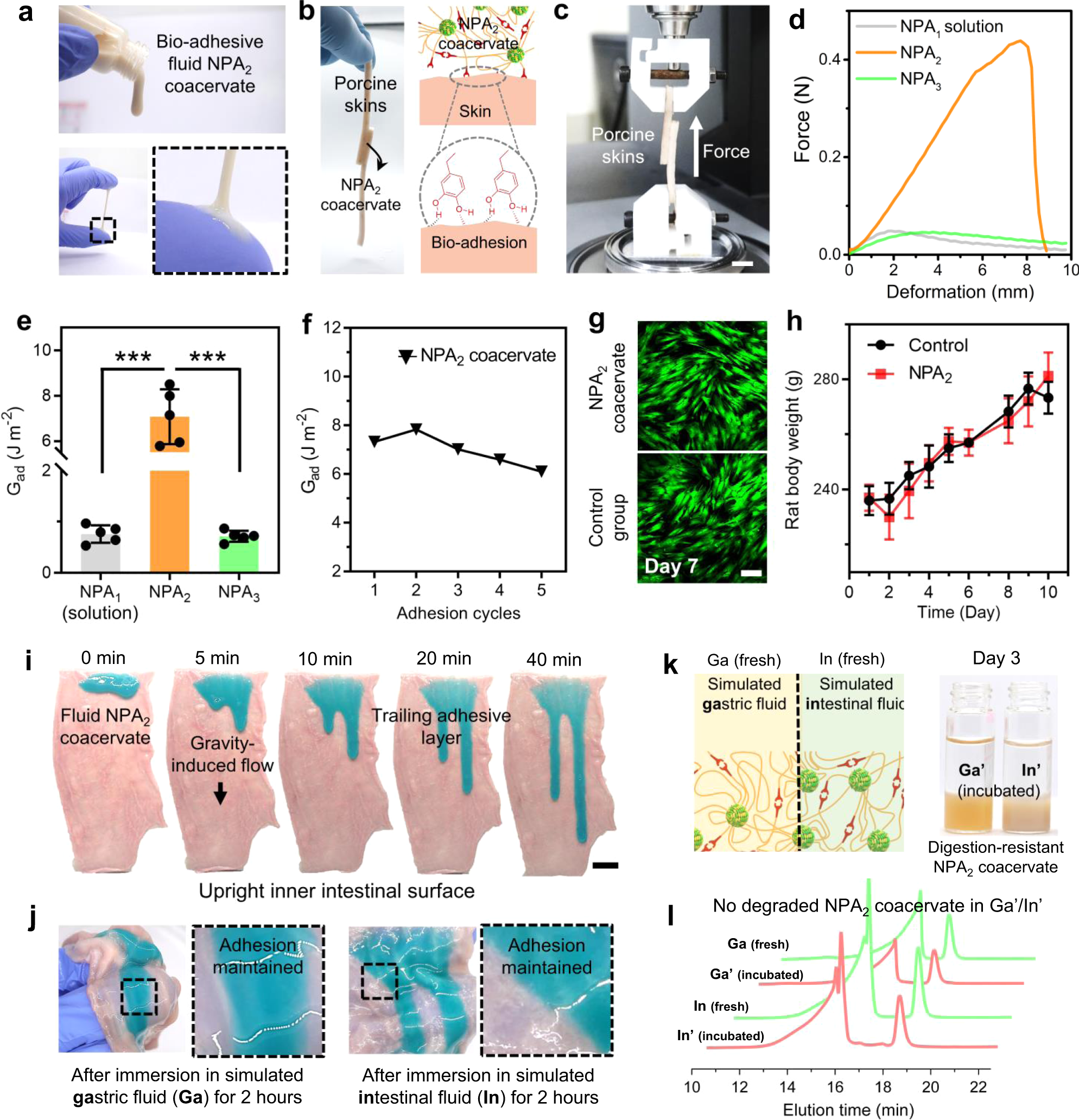 Fig. 2: Biocompatible and fluid NPA2 coacervate is wet bioadhesive and resistant to digestive enzymes.