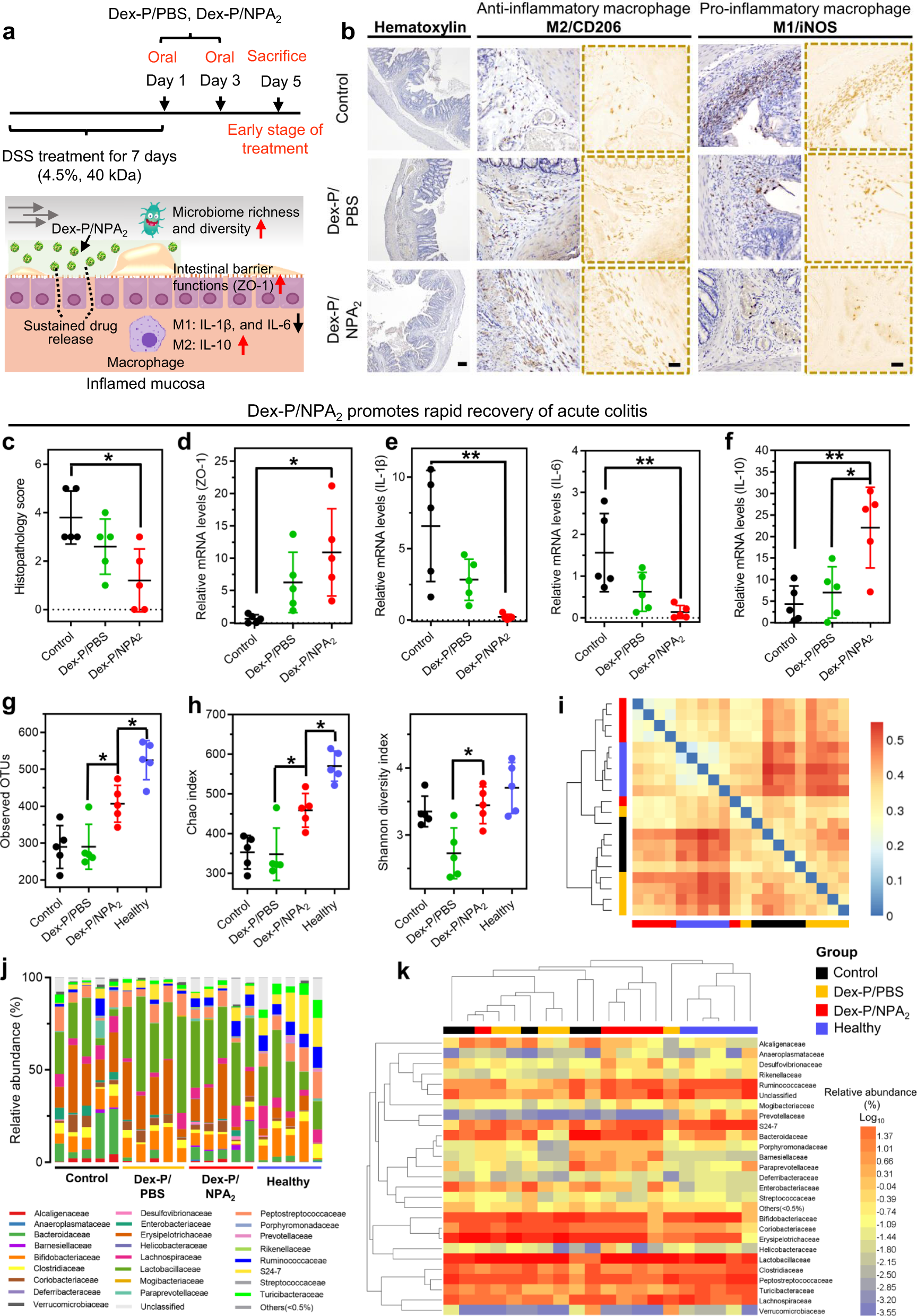 Fig. 5: Dex-P/NPA2 treatment regulates the innate immune responses and restores the gut microbiota.