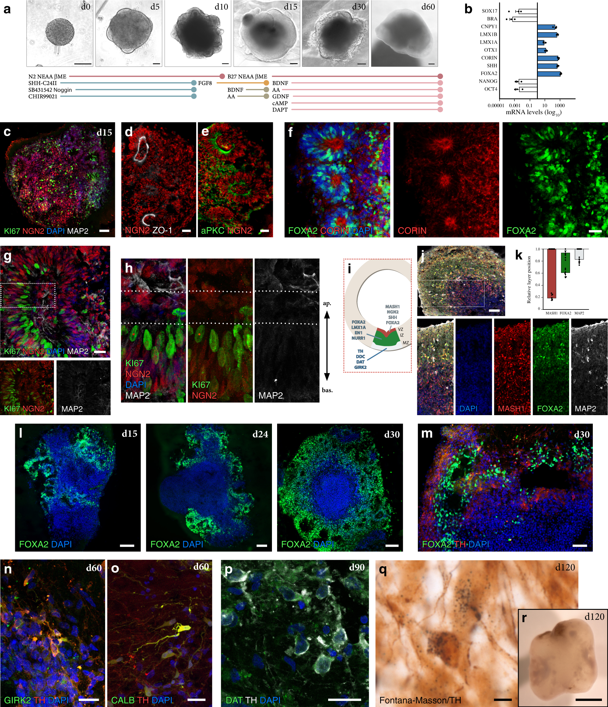 Single-cell transcriptomics captures features of human midbrain development  and dopamine neuron diversity in brain organoids | Nature Communications