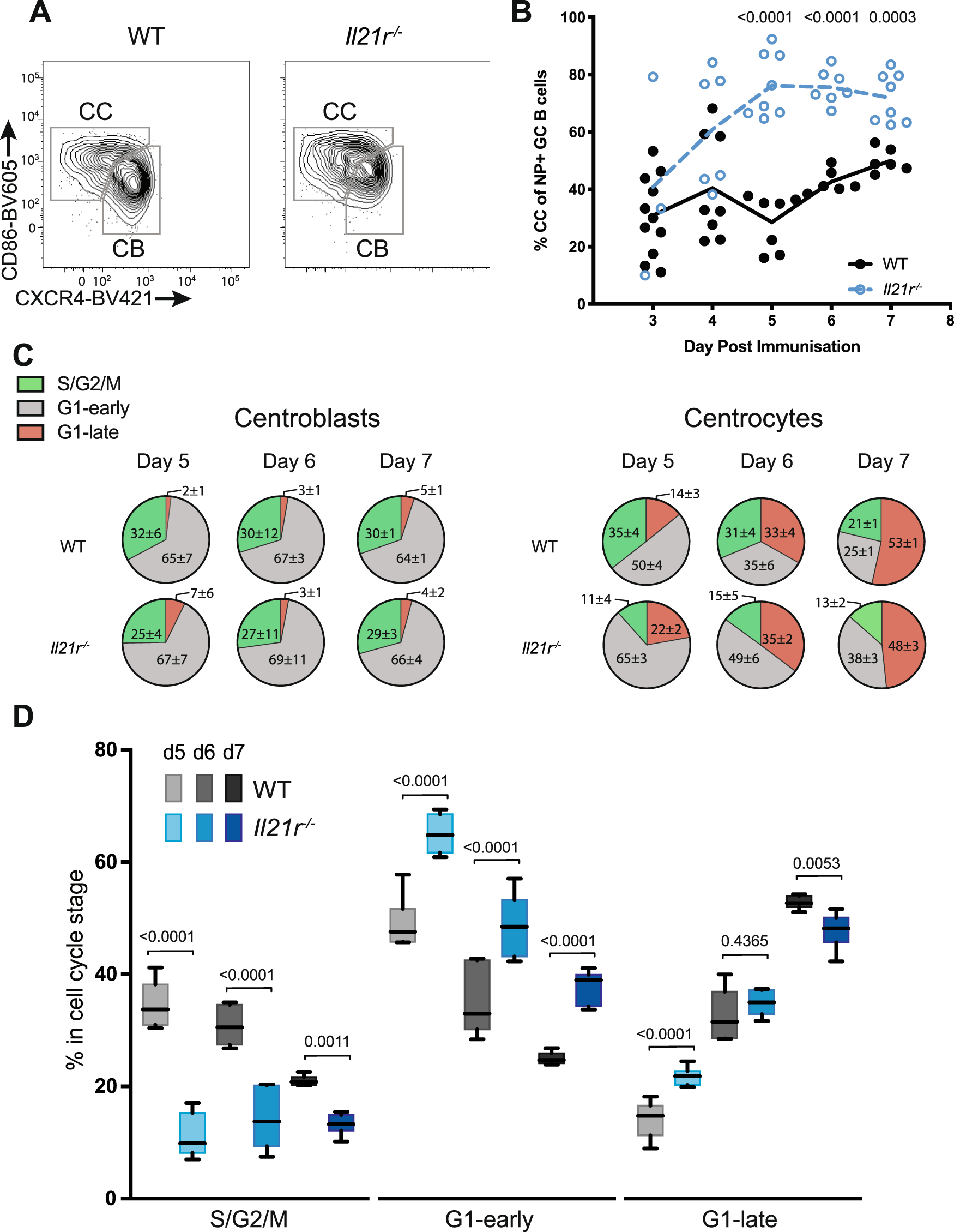 Fig. 2: GC zone development and composition is affected by IL-21.