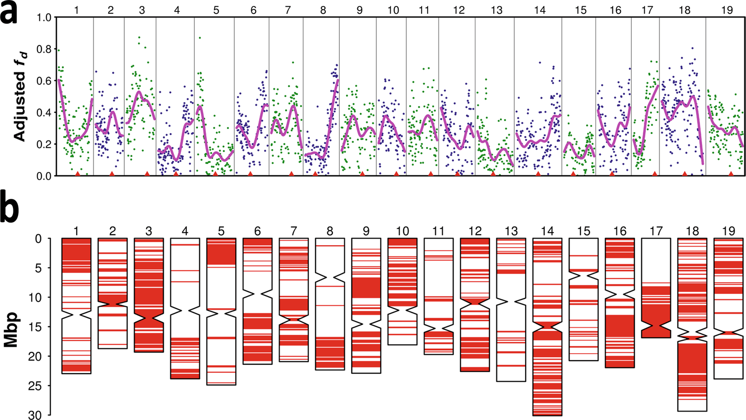 Fig. 2: Chromosomal patterns of gene flow from western sylvestris into table grapes generating Alpine wine grapes.