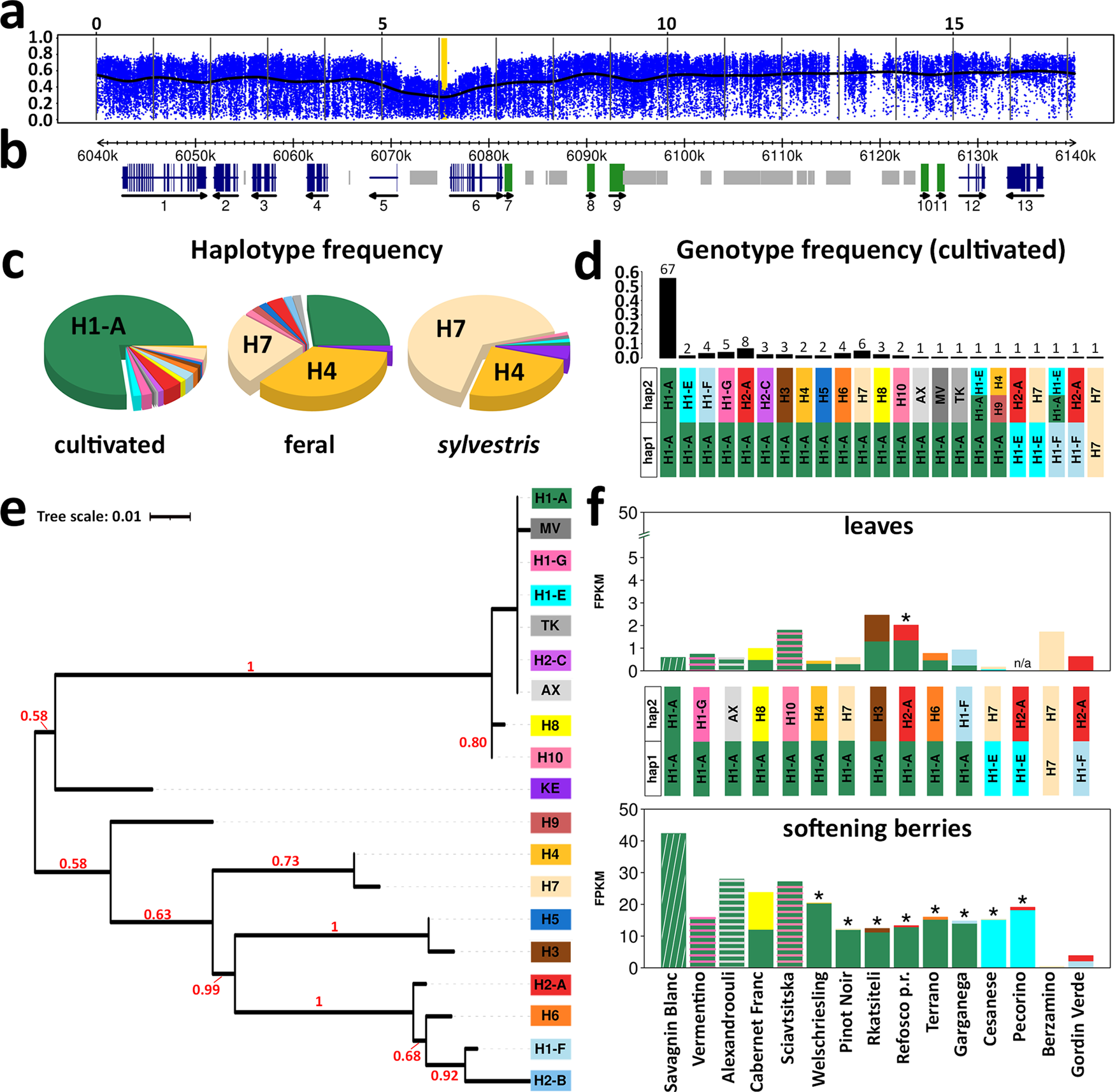 Fig. 5: Selective sweep on chromosome 17 and allele specific expression (ASE) of the LRR–receptor kinase VIT_217s0000g05570.