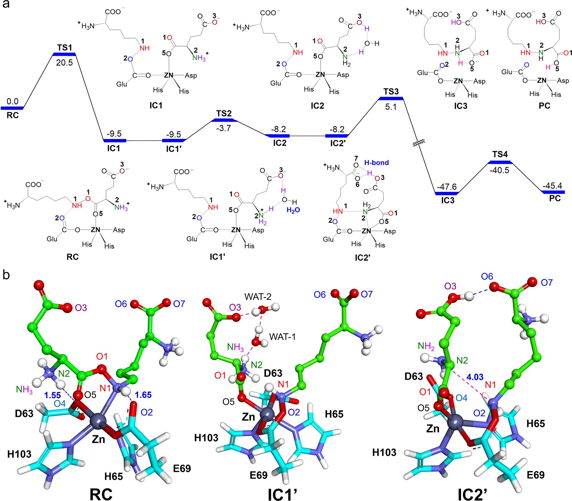 Fig. 5: QM/MM calculated mechanisms (with energies in kcal/mol) for the RHS1-catalyzed N-N bond formation reactions.